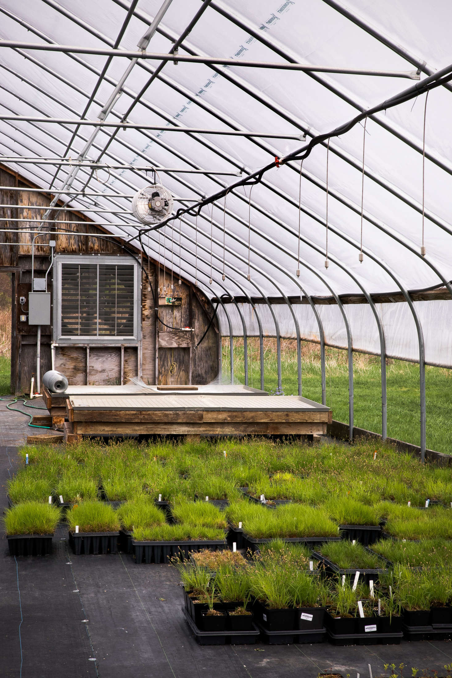 Nasami’s greenhouses also house research trials aimed at determining optimal conditions for growing wild plants. Here the team is experimenting with Carex pensylvanica, a popular native lawn alternative, that is hard to propagate from seed.