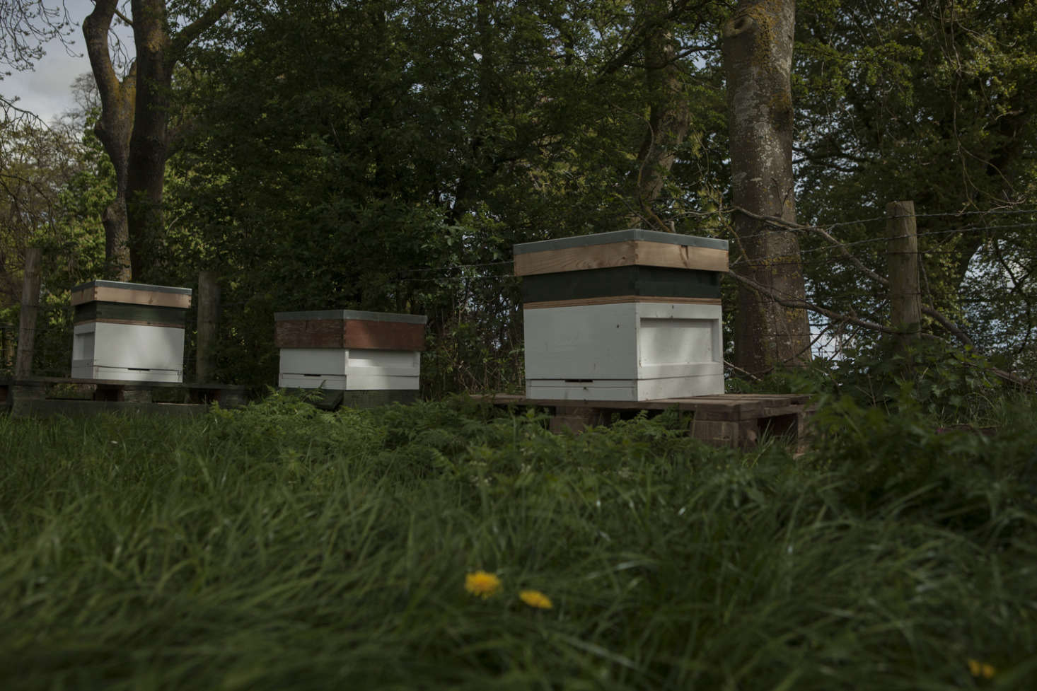 Hives at Falls Farm.