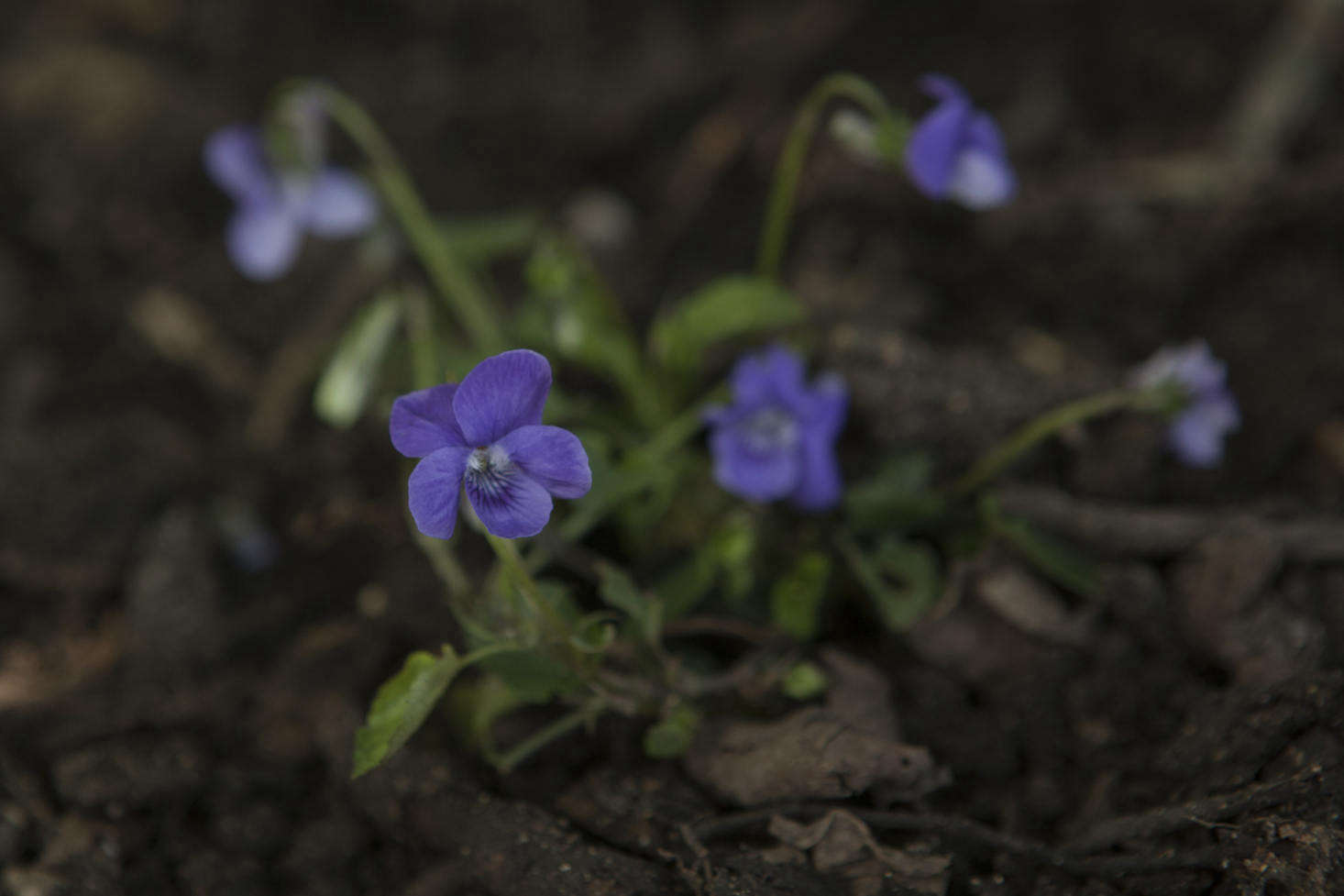 On the plant list for Chelsea, sweet violet, Viola odorata.