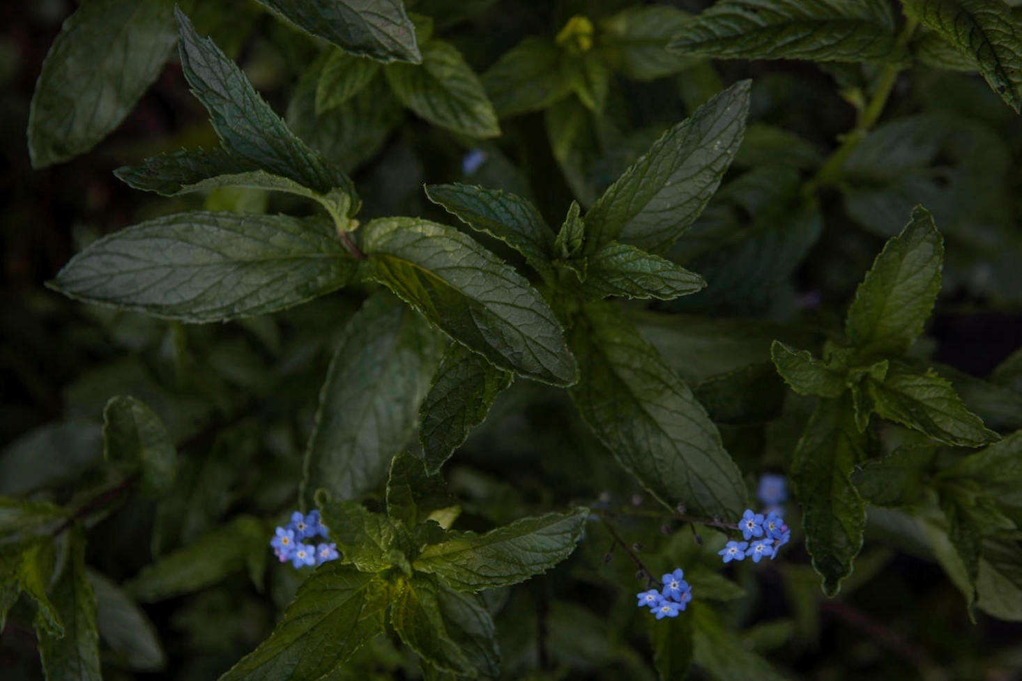 Mint, member of the Lamiaceae family. Grow your own with tips from Mint: A Field Guide to Planting, Care & Design.