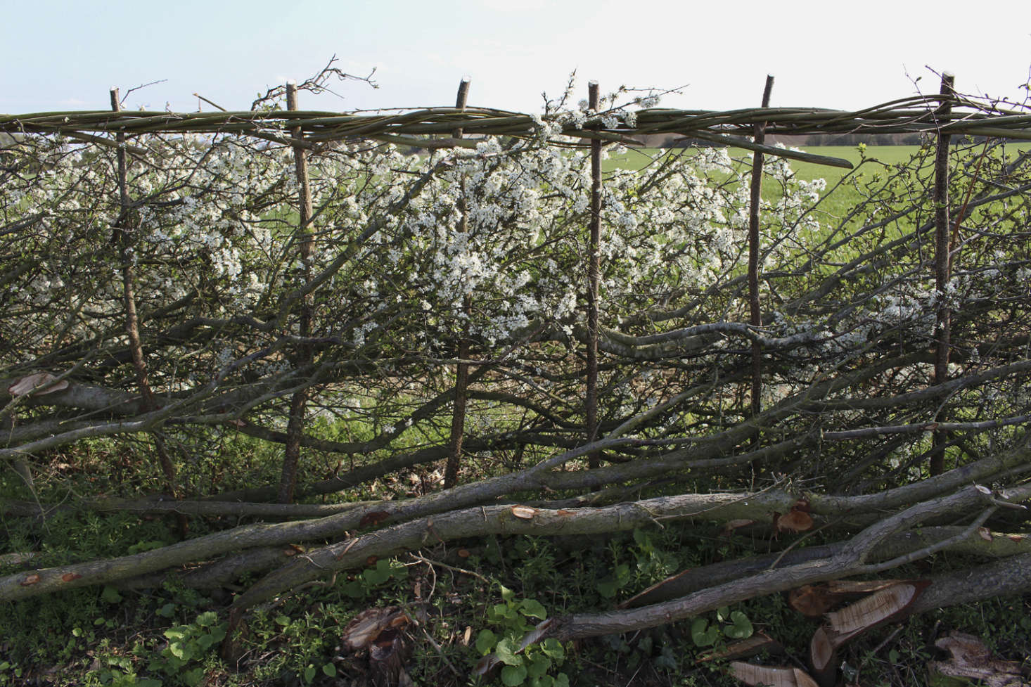 A laid hedge of hawthorn in bloom in Northamptonshire.