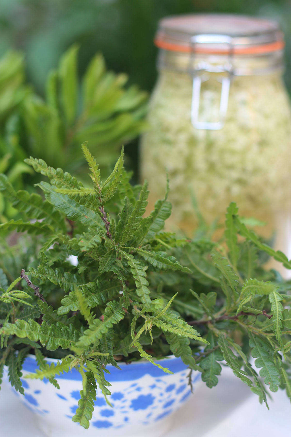 prairie nursery02sells four-inch pots of sweetfern for $8.