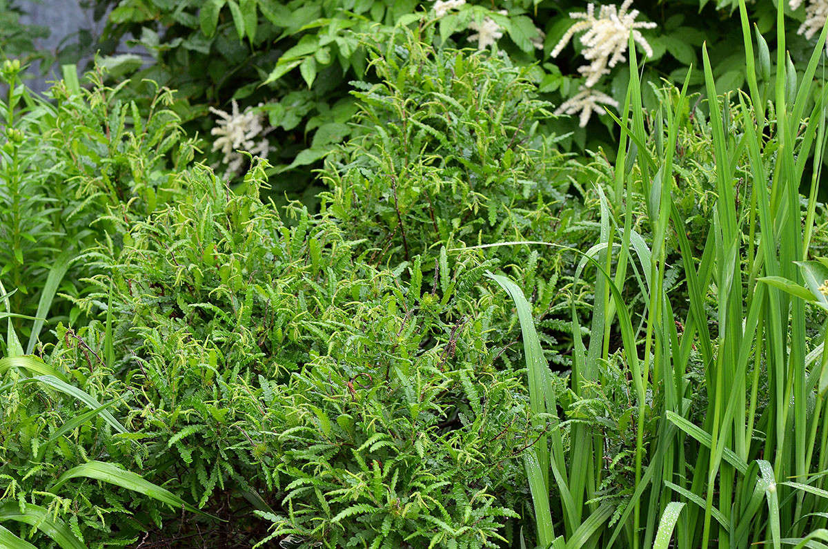 Gardening 101 Sweetfern Gardenista