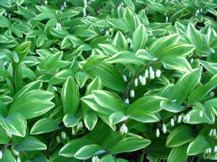 Gardening 101 Solomon’s Seal