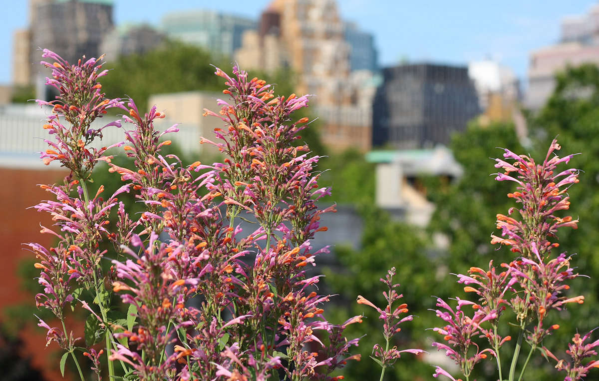 Hyssop has labiate (it belongs to the funnel-flowered mint family) blossoms that taste like peppermint or anise. Nibble to test.