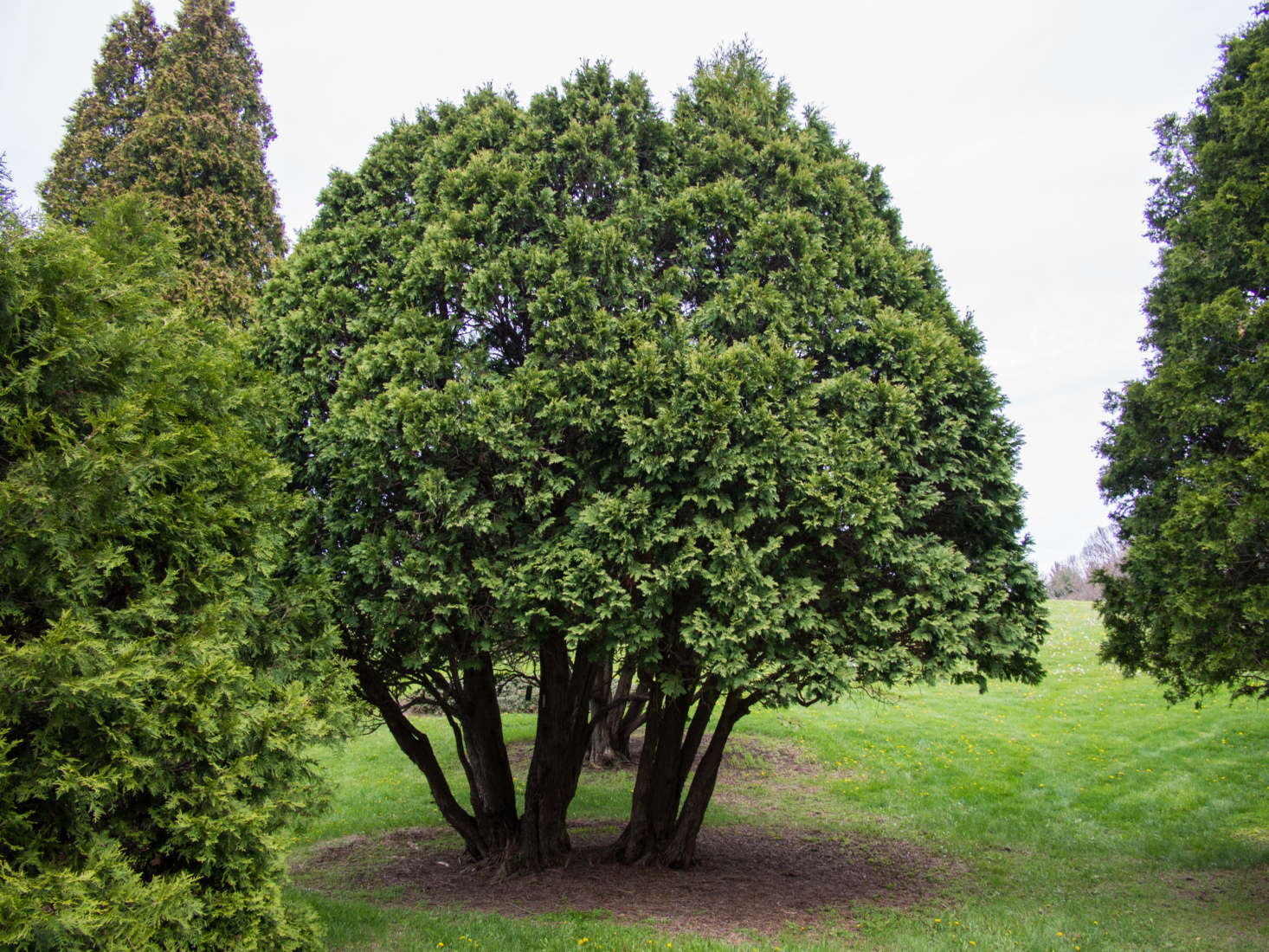 gardening 101 arborvitae gardenista