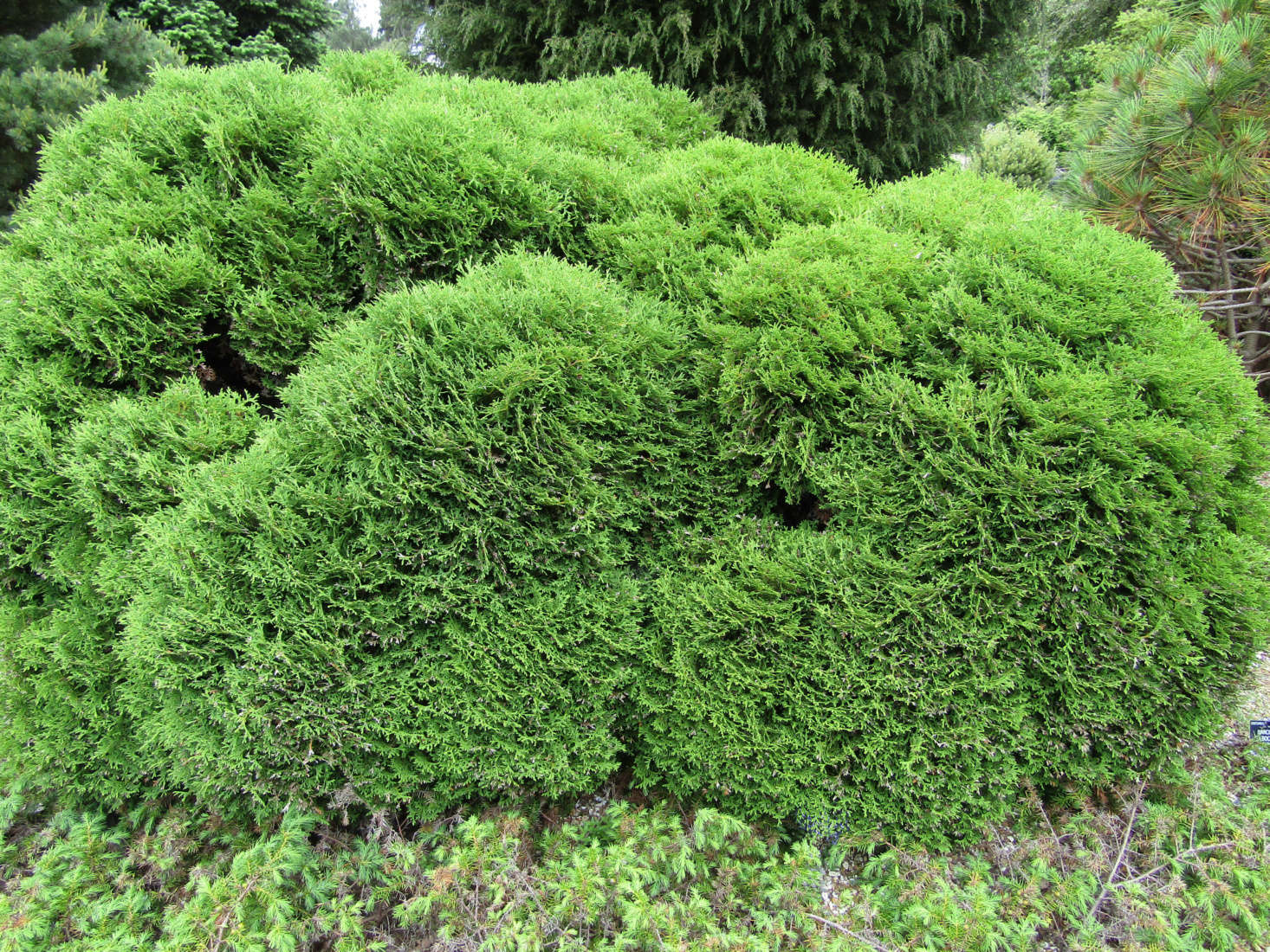 gardening 101 arborvitae gardenista