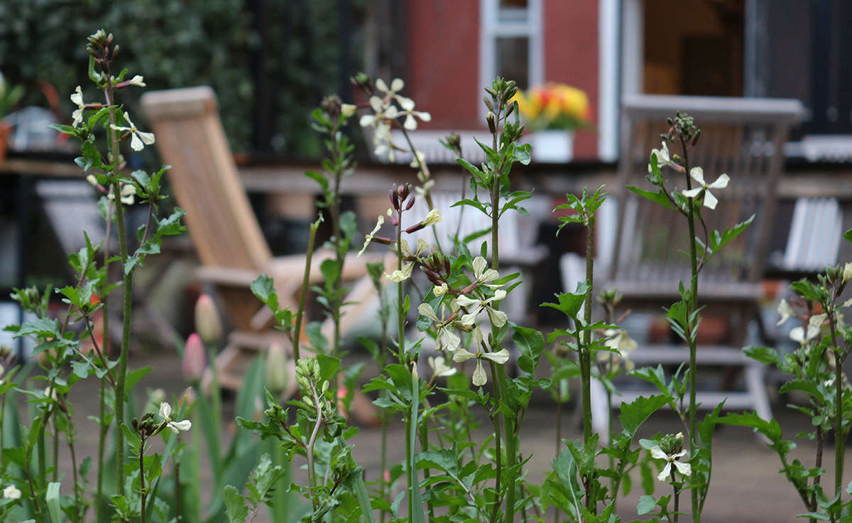 Allow your arugula to bolt just to enjoy its peppery flowers. In fact, skip the black pepper altogether when using these to finish a salad or enliven a creamy soup.