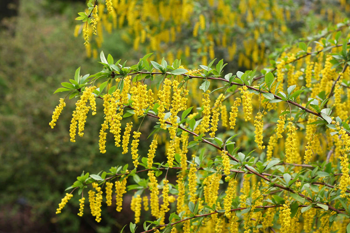 Barberry is better known for its sour, late-summer fruit (and in the Northeast it is notorious for harboring ticks), but in early spring its pretty yellow flowers are a delectable treat. Drape them across vinegary boquerones as a bright appetizer, drop them into miso broth, or simply steep them in hot water for a fragrant tea.