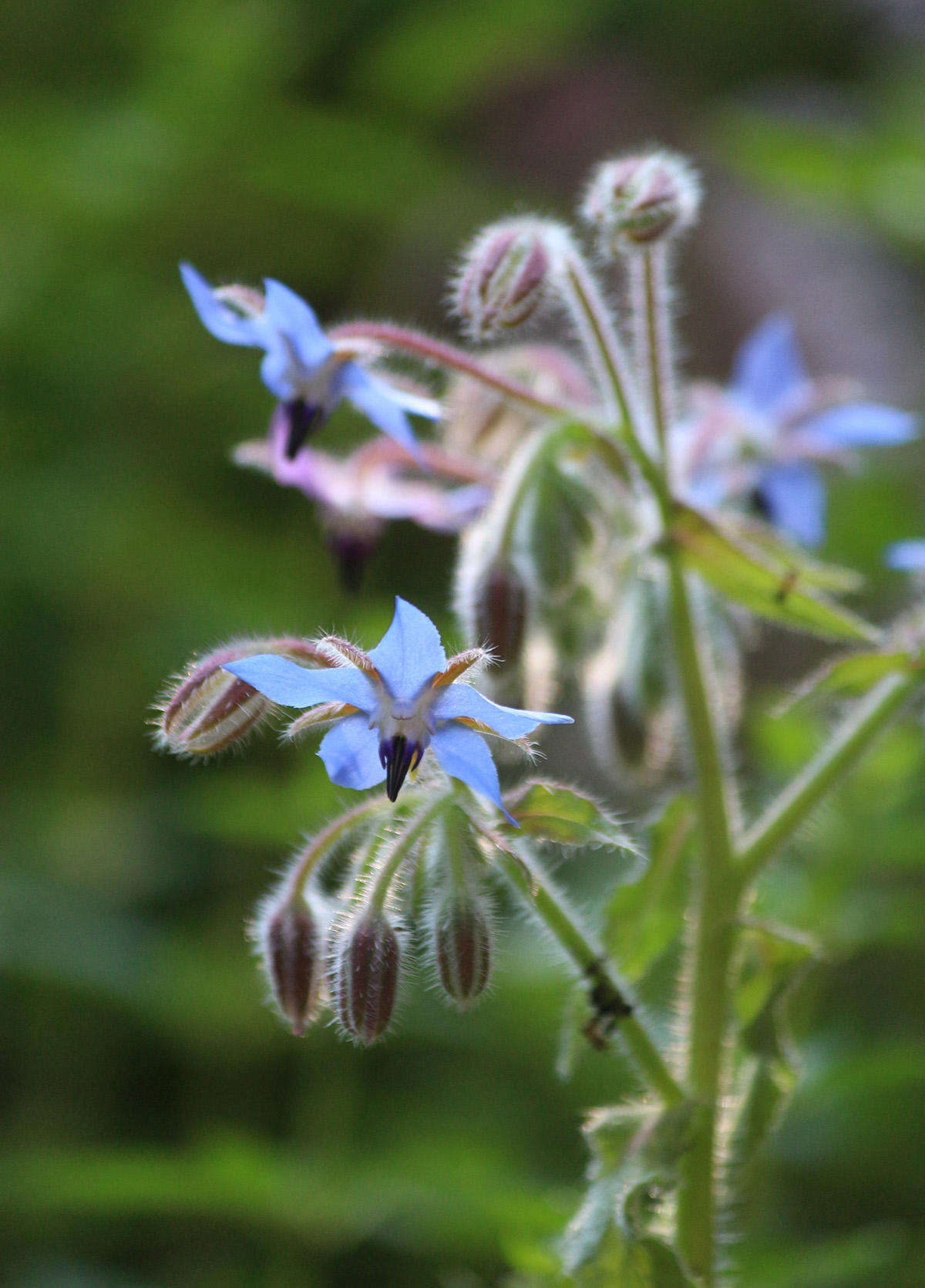 The clear blue of borage