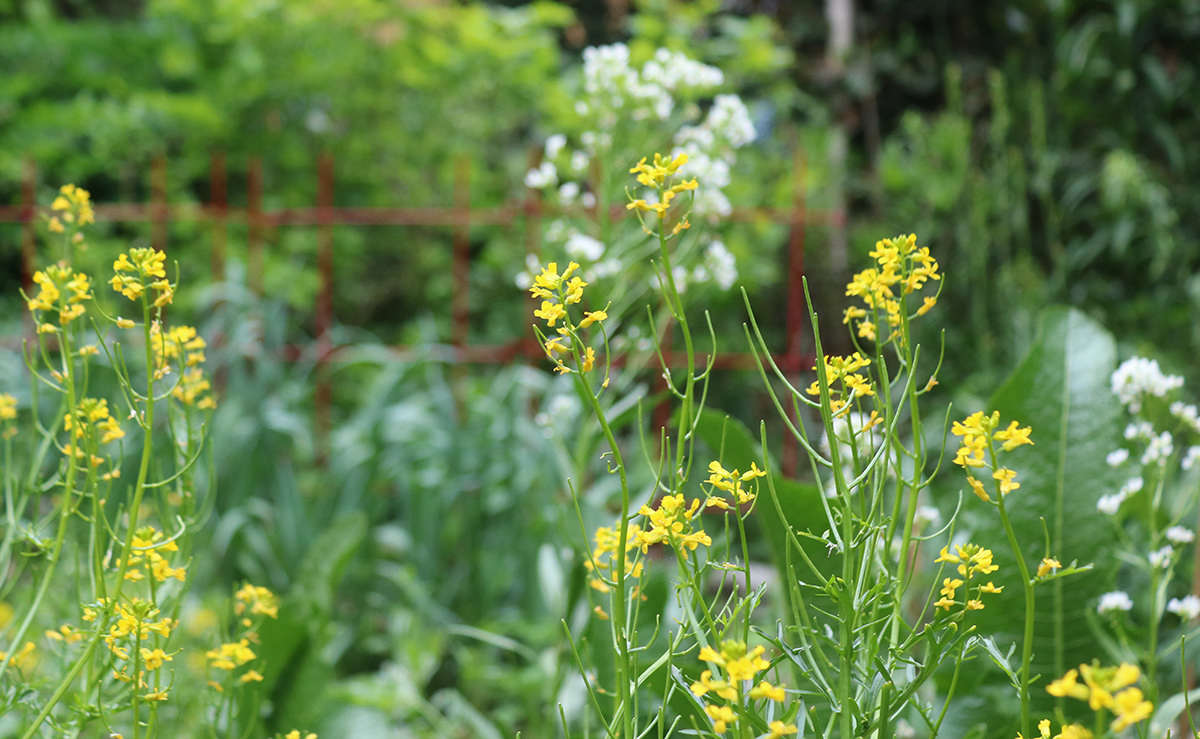 And not just arugula: all brassica flowers are edible. Upland cress flowers are wasabi-hot, and horseradish