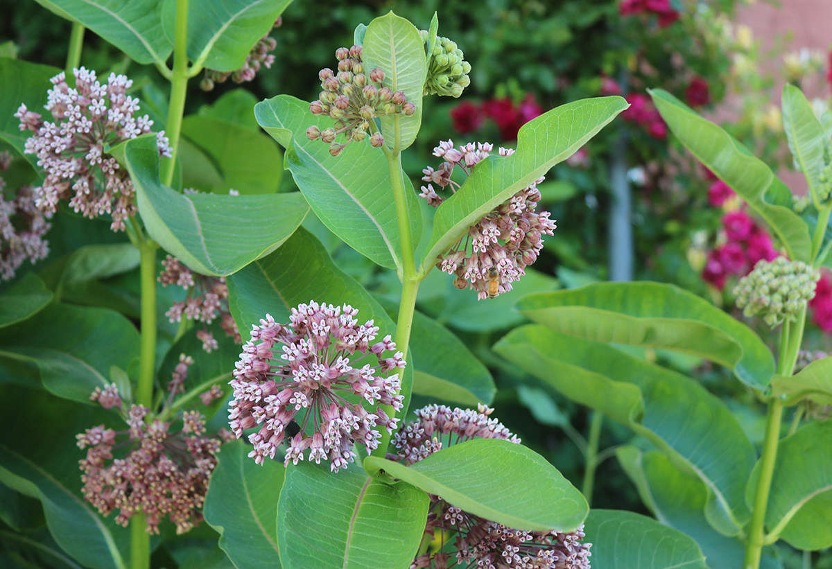 A North American native perennial, milkweed is one of the most fragrant flowers of early summer. Adding common milkweed to your meadow garden will give monarch butterflies a boost (their larvae feed on its leaves).