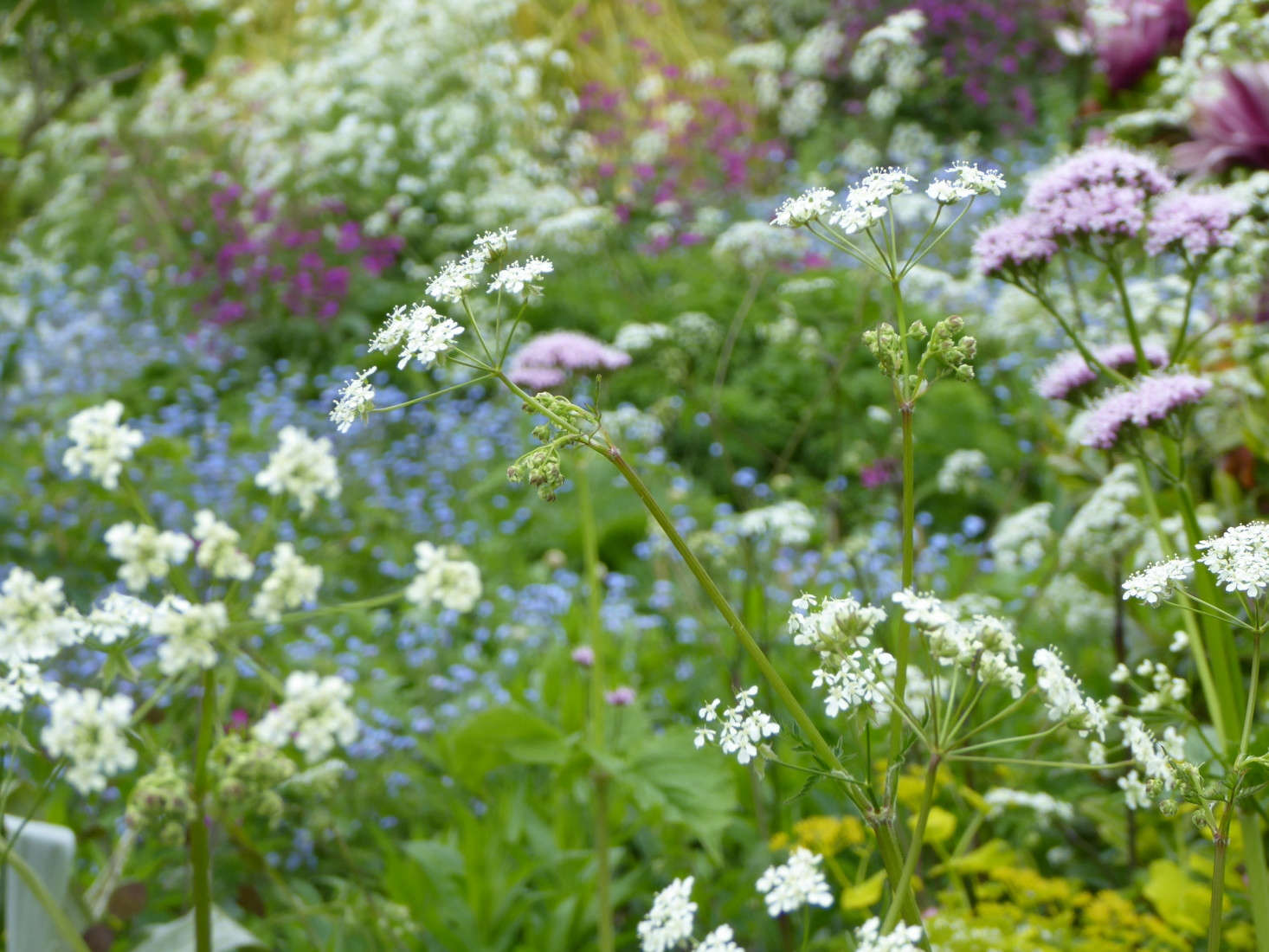 Cow Parsley An English Weed with Royal Connections Gardenista