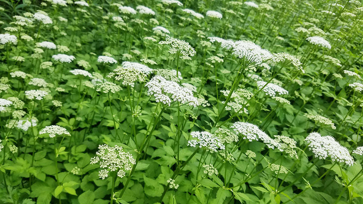 Its many common names (including bishop