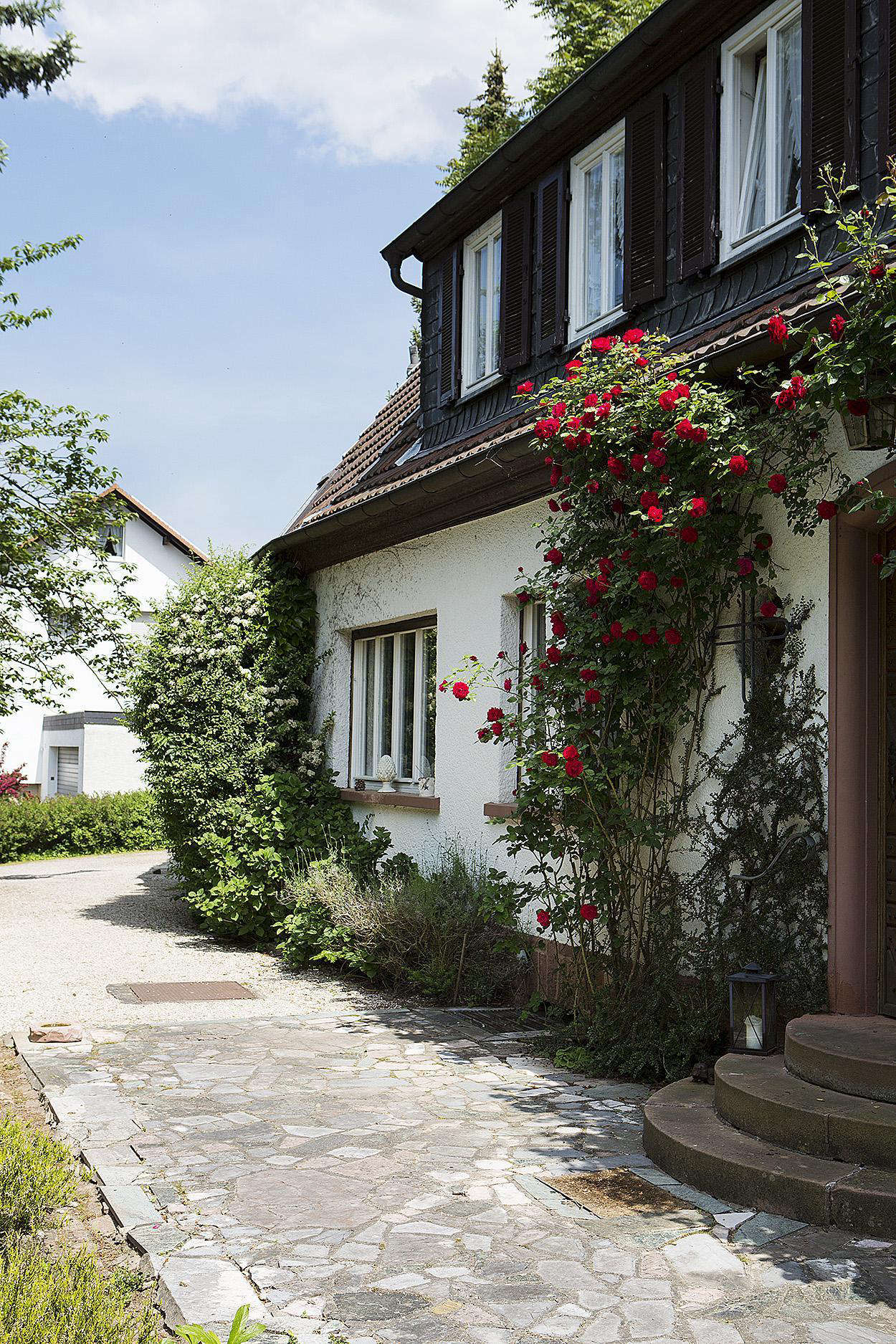 A red climbing rose against white stucco creates a theatrical entrance.
