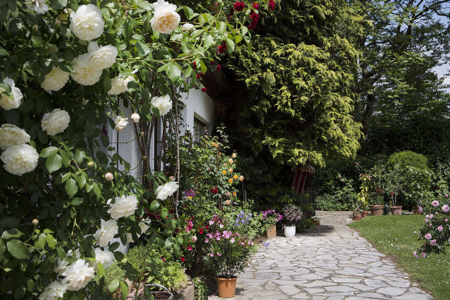Built in 1956, the sprawling, 10-room country house is on a sunny plot, and its stucco facade is shrouded in mature rose vines.