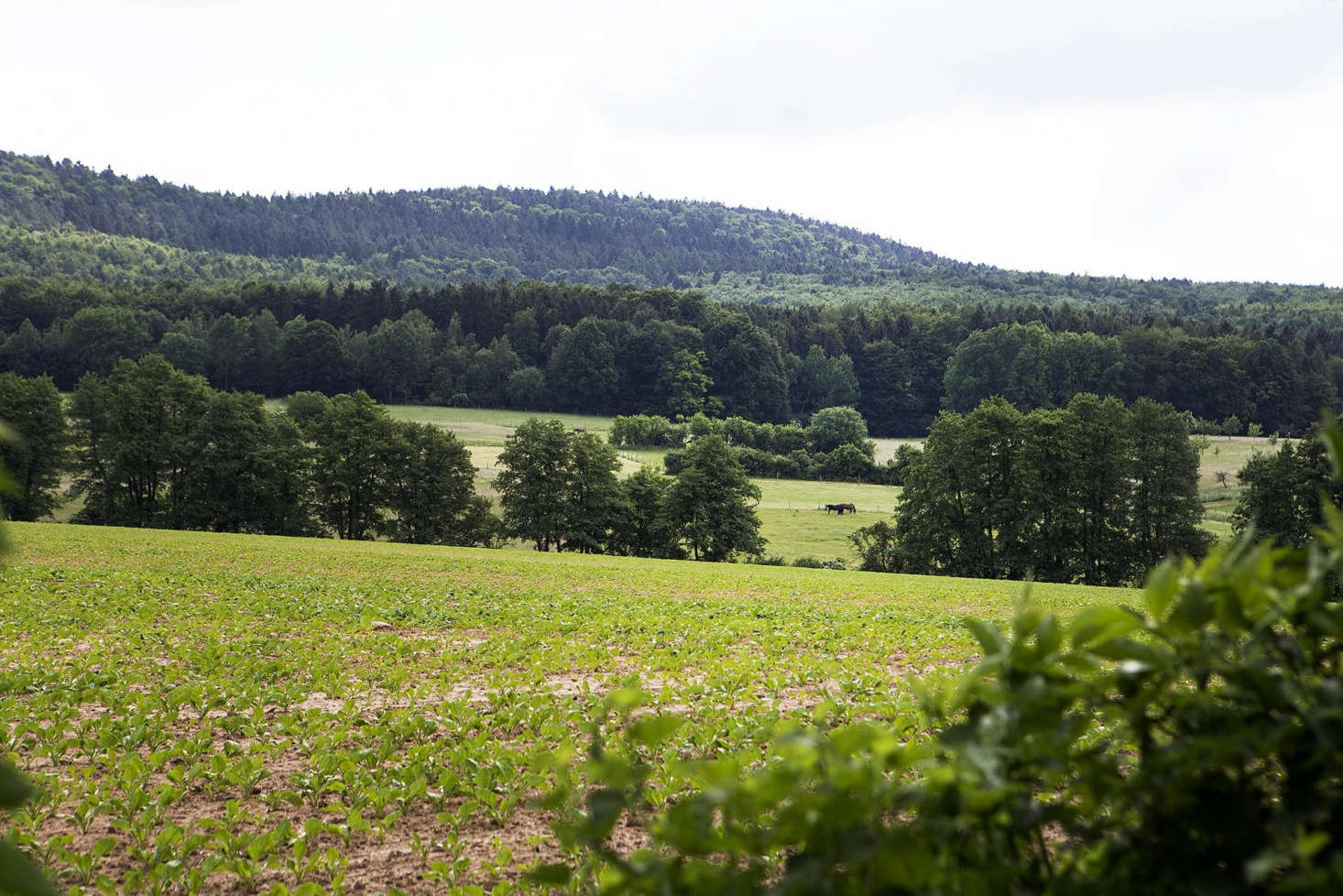 In the distance, horses and a riding stable.