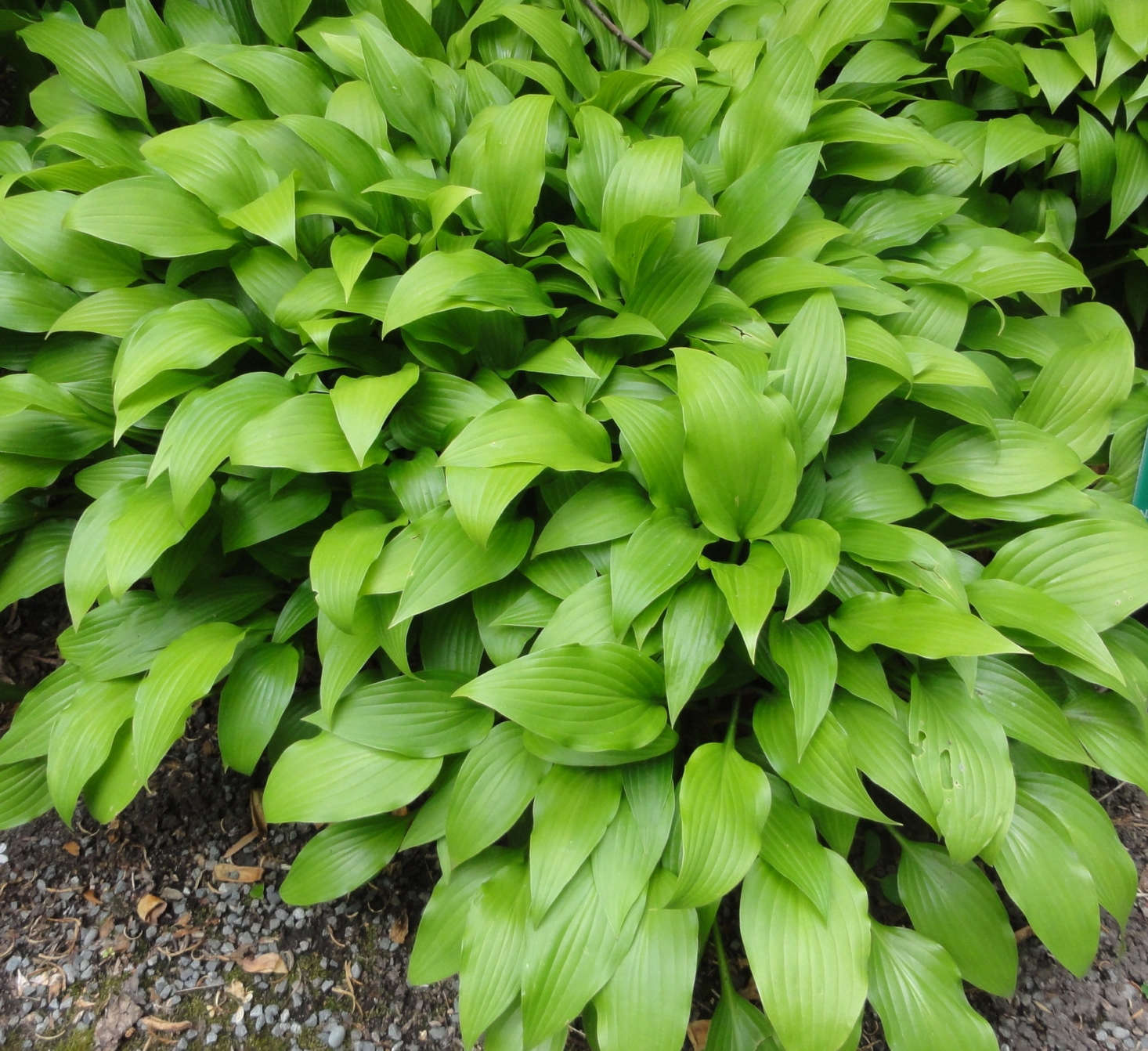 Hostas How to Grow and Care for a Favorite Shade Garden Hostas How to Grow and Care for a Favorite Shade Garden