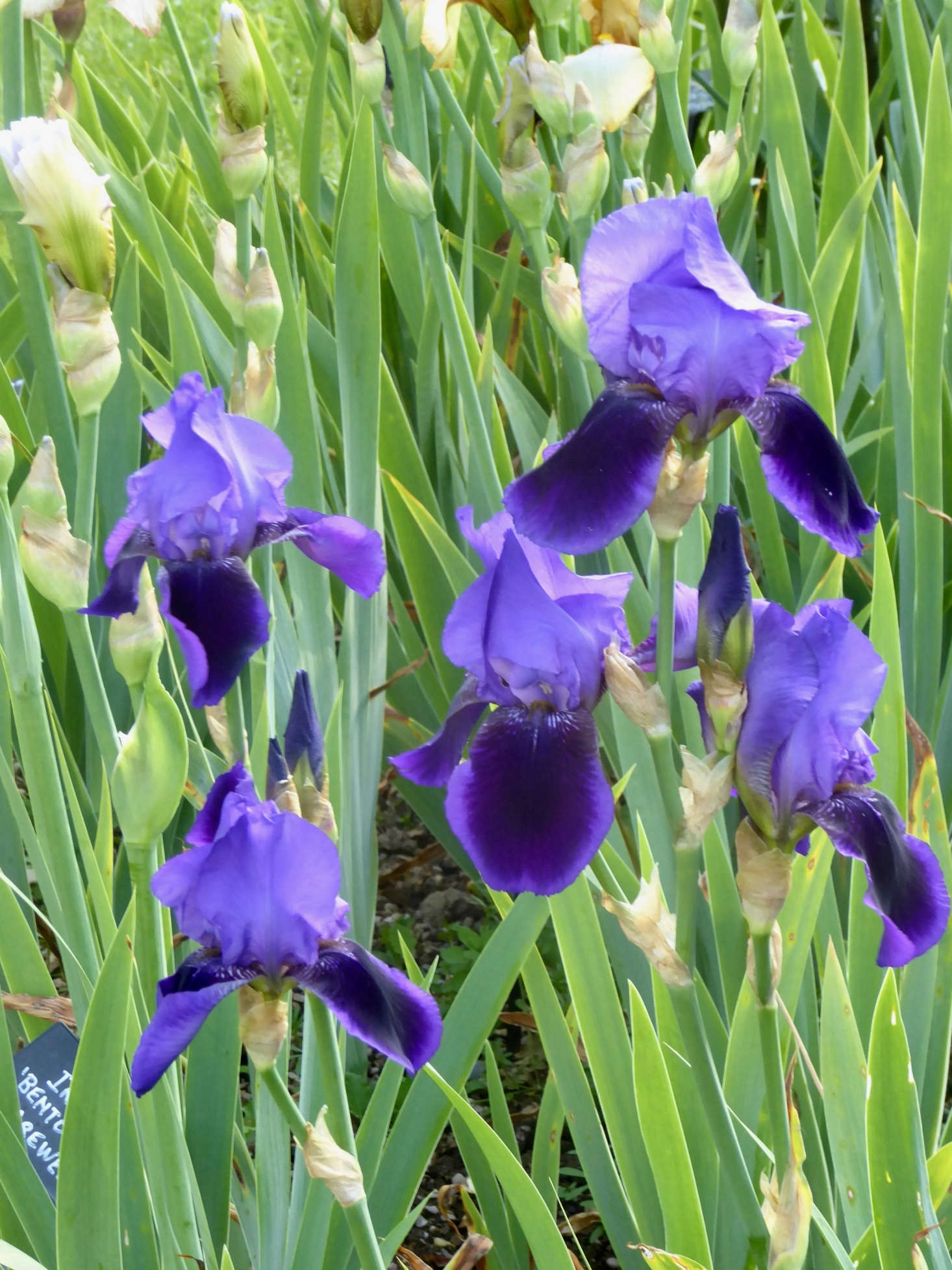 Sarah Cook first got to know these bearded irises when she discovered Iris ‘Benton Nigel’—which has a rich blue color—growing at Sissinghurst. “They have a wonderful collection of old irises there and I’ve always found them more elegant than the modern ones,