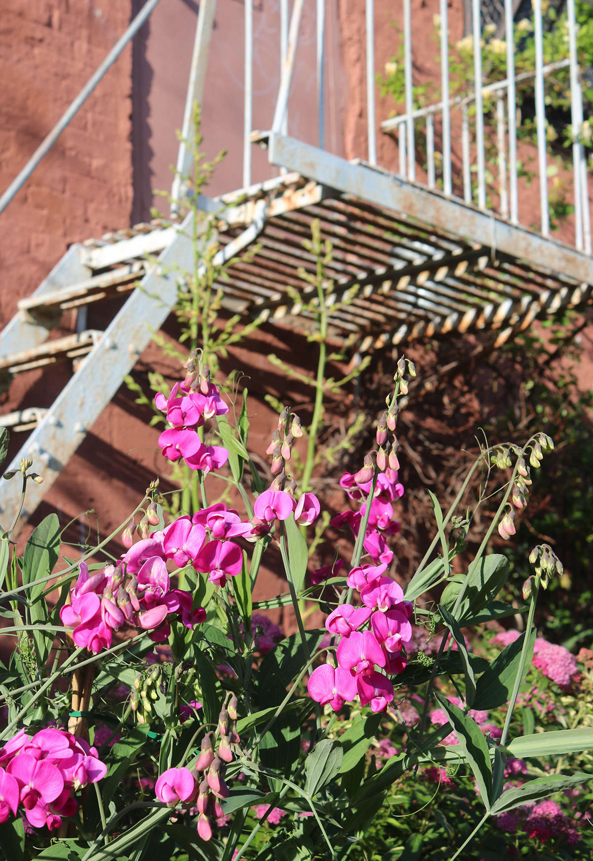 Contrary to folklore, wild pea flowers (including Lathyrus latifolius, above) are not poisonous, but perfectly edible. Tossing a handful into a salad brightens the bowl and gives you that distinctively snap-pea freshness.