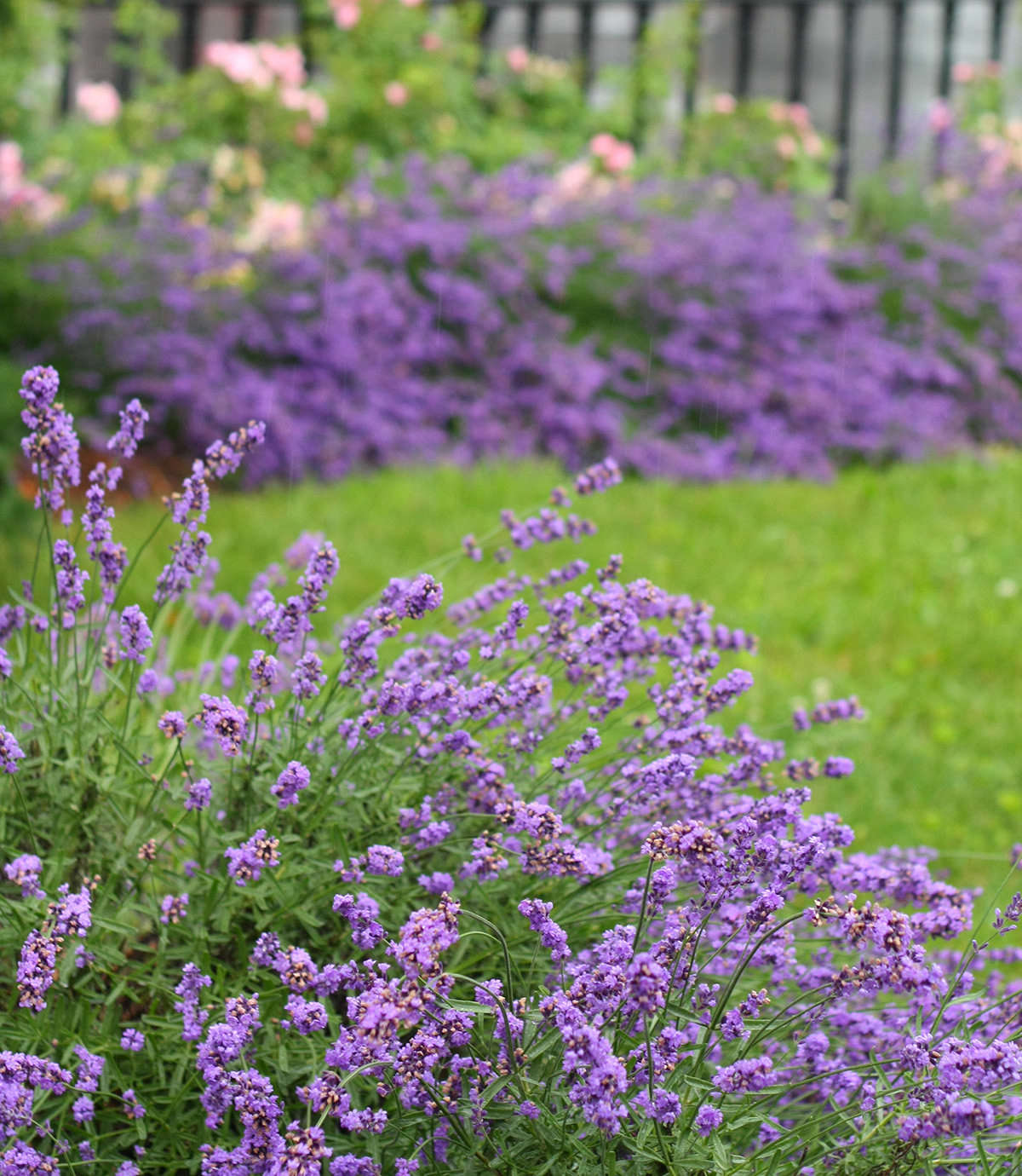 Best known as an aromatic and calming essential oil, lavender