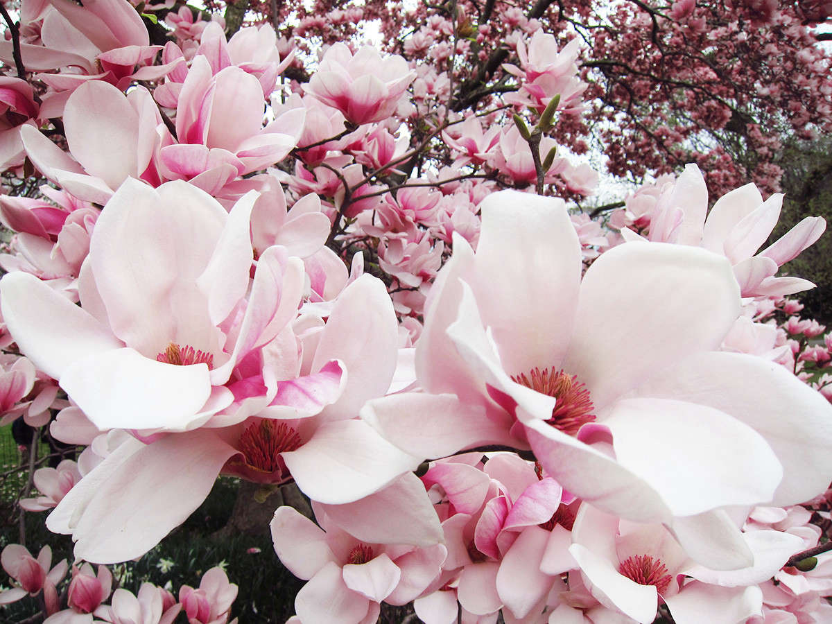 Your first bite of a magnolia blossom will be startling. It is not sweet at all, but wildly herbal. Pair it with strong flavors. Fish sauce, lime, mint. I sliver the succulent petals and toss them over grilled, sliced steak that has marinated in unpasteurized soy sauce. Or I infuse a good vinegar with the flowers.