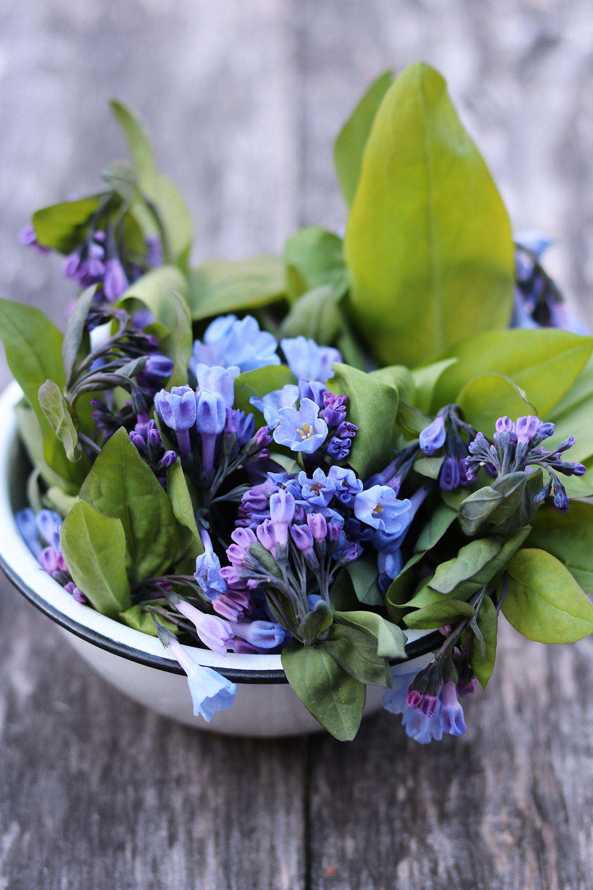 These lovely early spring ephemerals have a seashore flavor—best raw—that makes me think of fresh oysters. Dress those shucked mollusks with the flowers and a floral sauce mignonette, or stir them through cold soba noodles with a slick of soy and sesame oil.