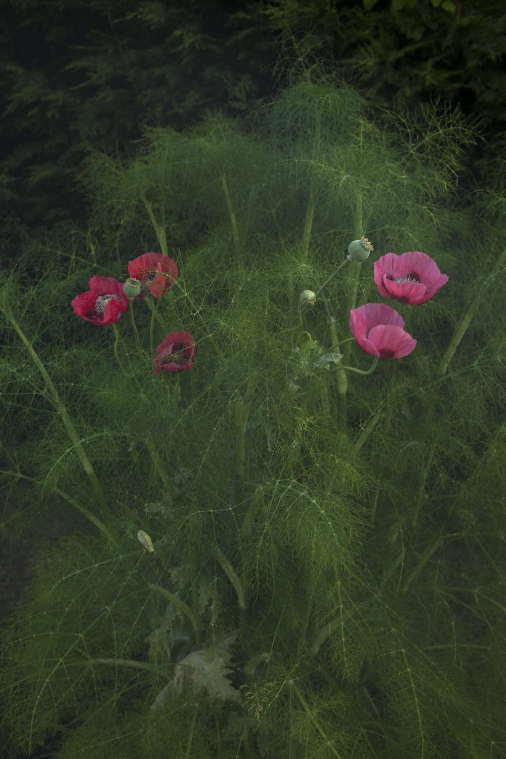 花园花园,到处都是“蜡草和草汁”。