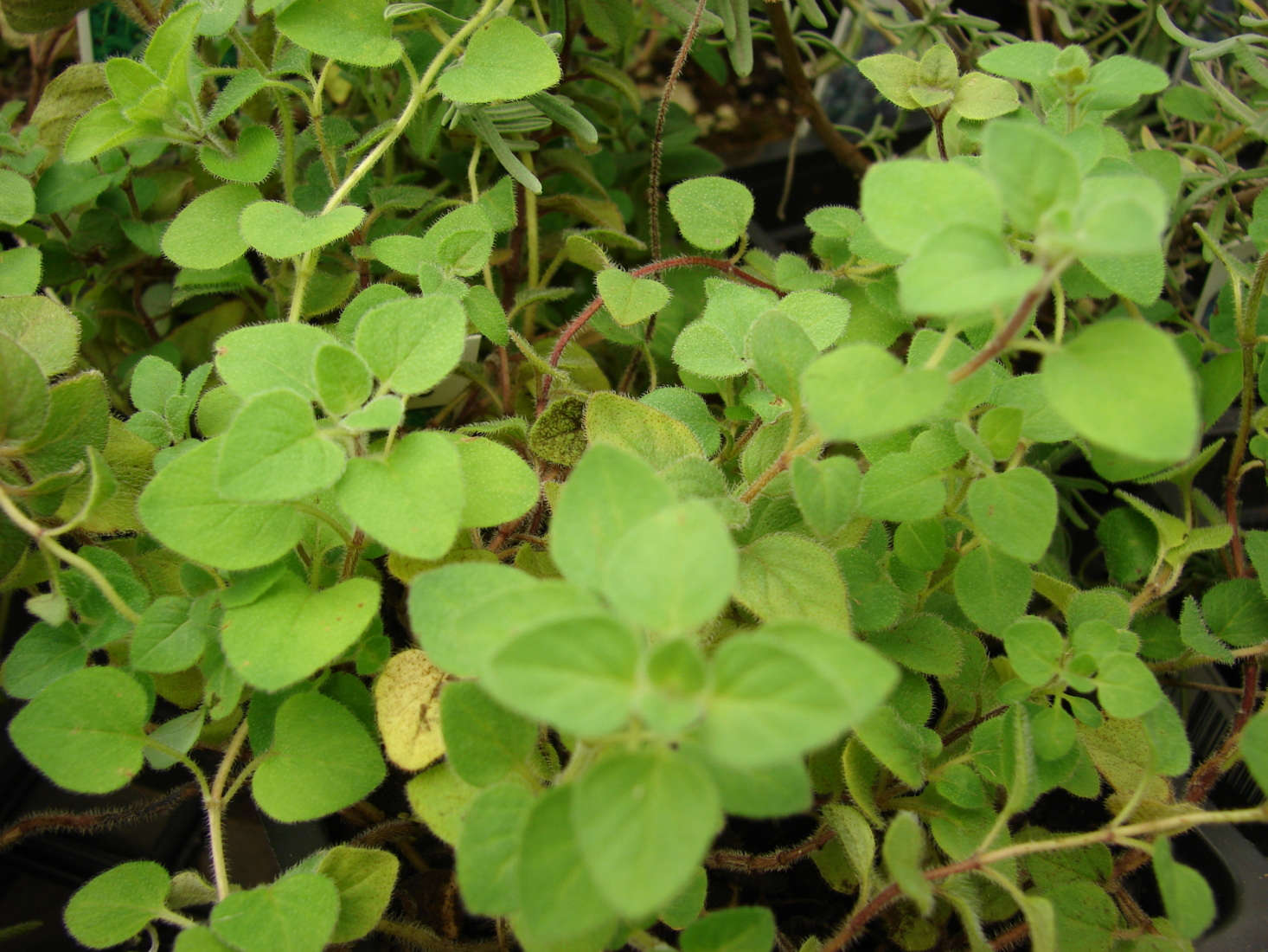 Your oregano may need to be cut back. Photograph by Forest and Kim Starr via Wikimedia, from Gardening 101: Oregano.