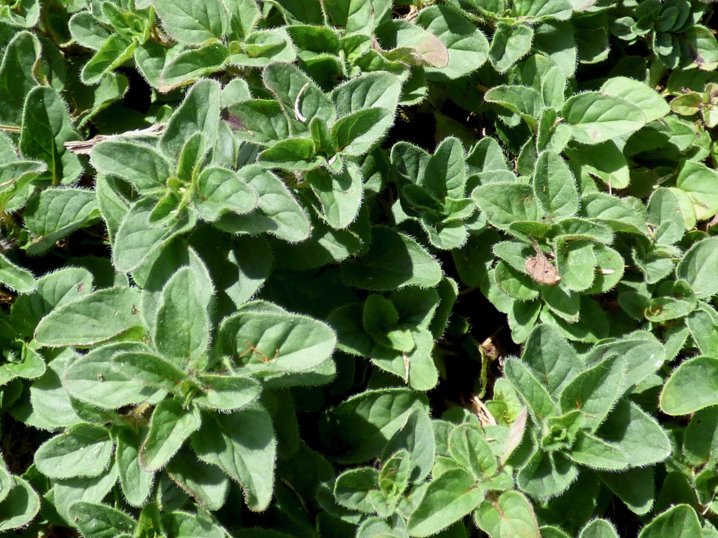 Sweet marjoram (O. majoram) is a commonly grown culinary herb. Photograph by Forest and Kim Starr via Flickr.