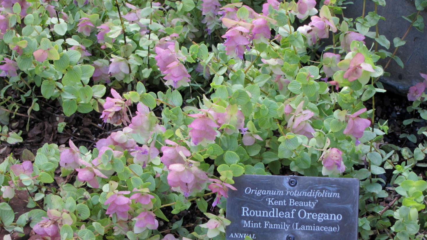 Ornamental oregano 