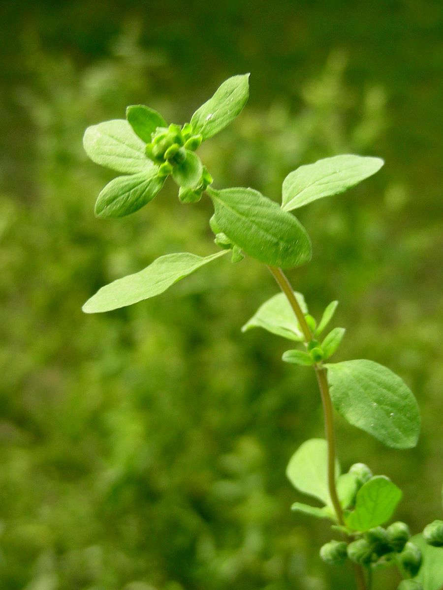 Sweet marjoram. Photograph by Dobromila via Wikimedia.