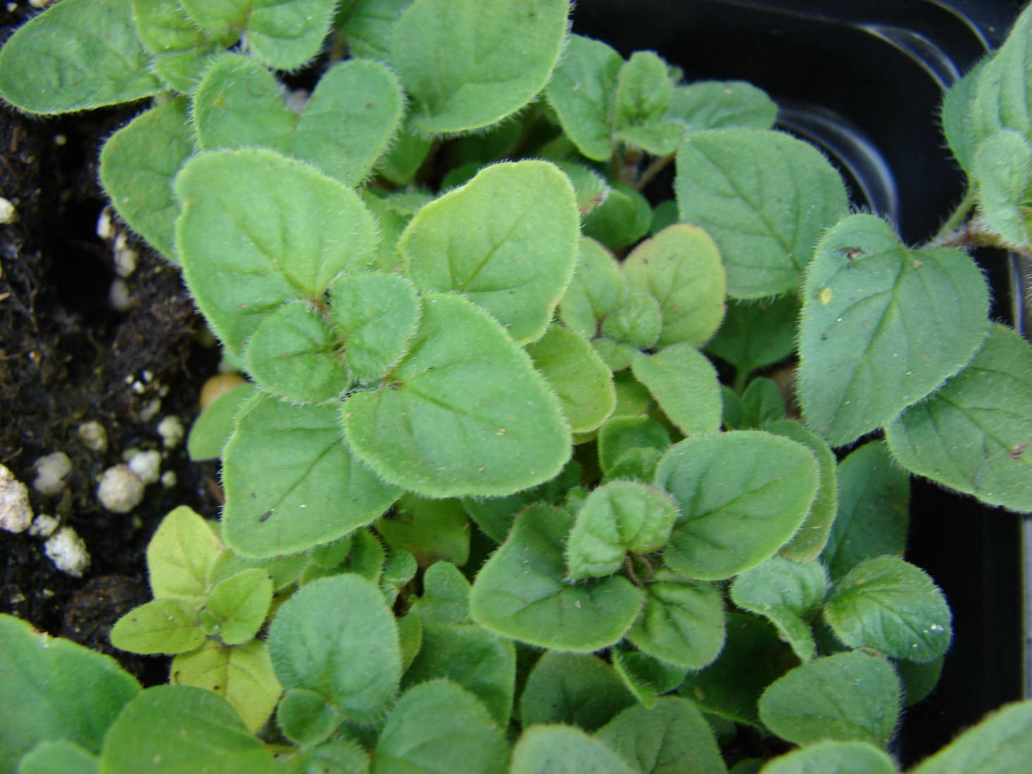 Origanum x majoricum. Photograph by Forest and Kim Starr via Flickr.