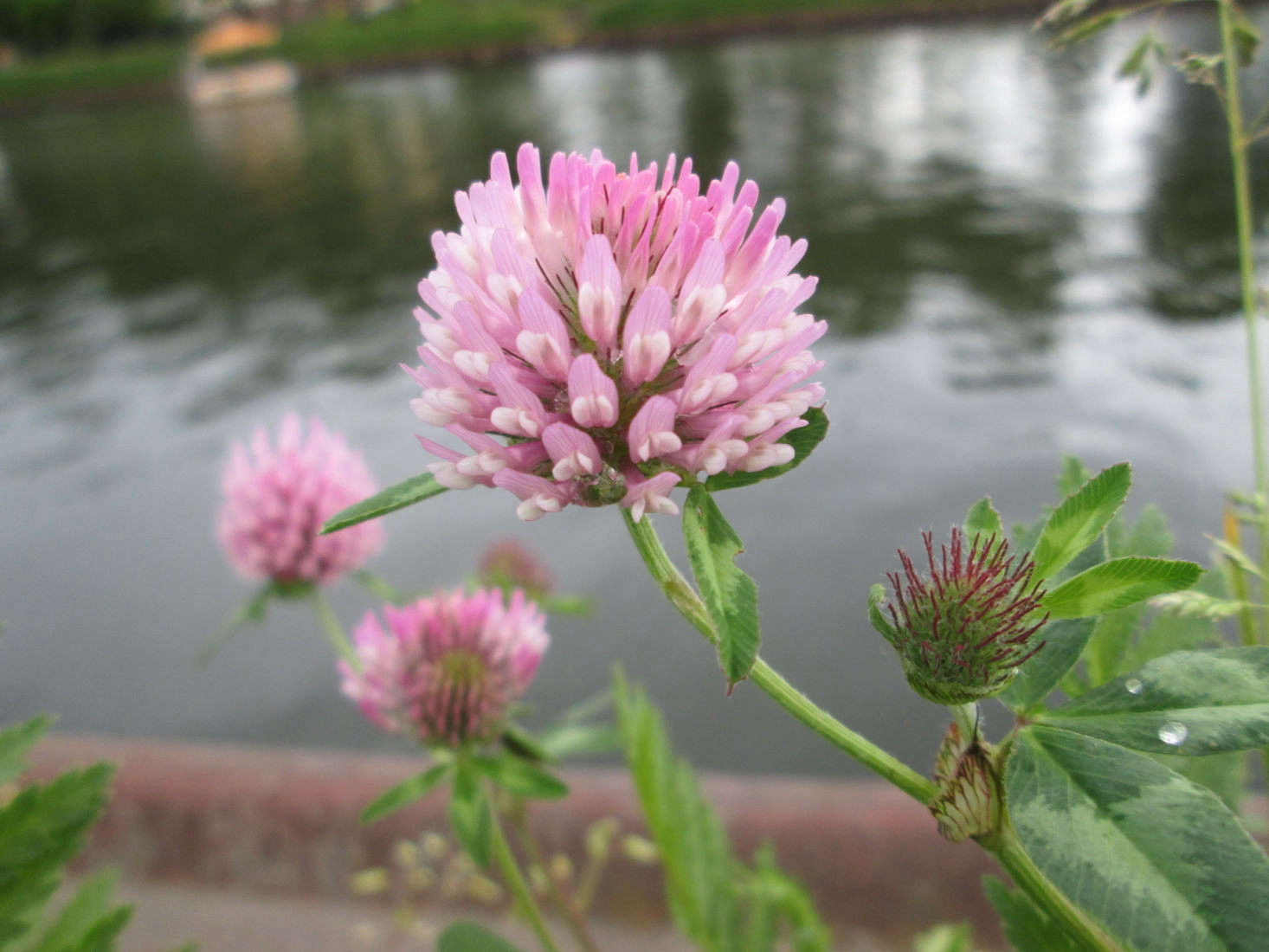 A European native, red clover (Trifolium pratense) is grown widely in Denmark as a feed crop. Photograph by Andreas Rockstein via Flickr.