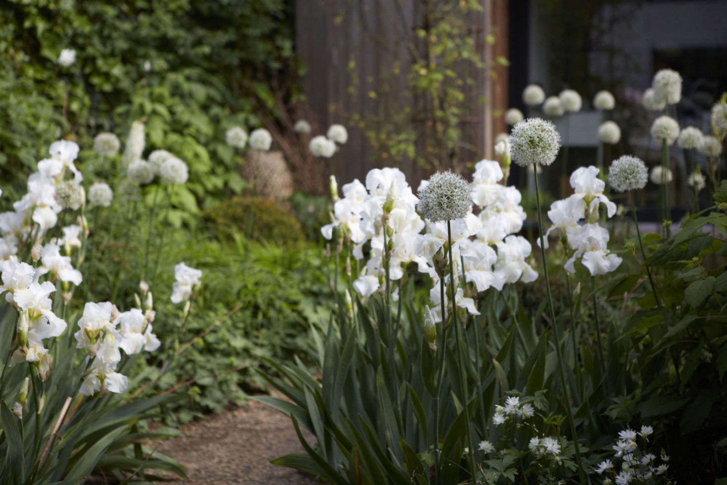 Sheila’s London garden of mainly green and white.