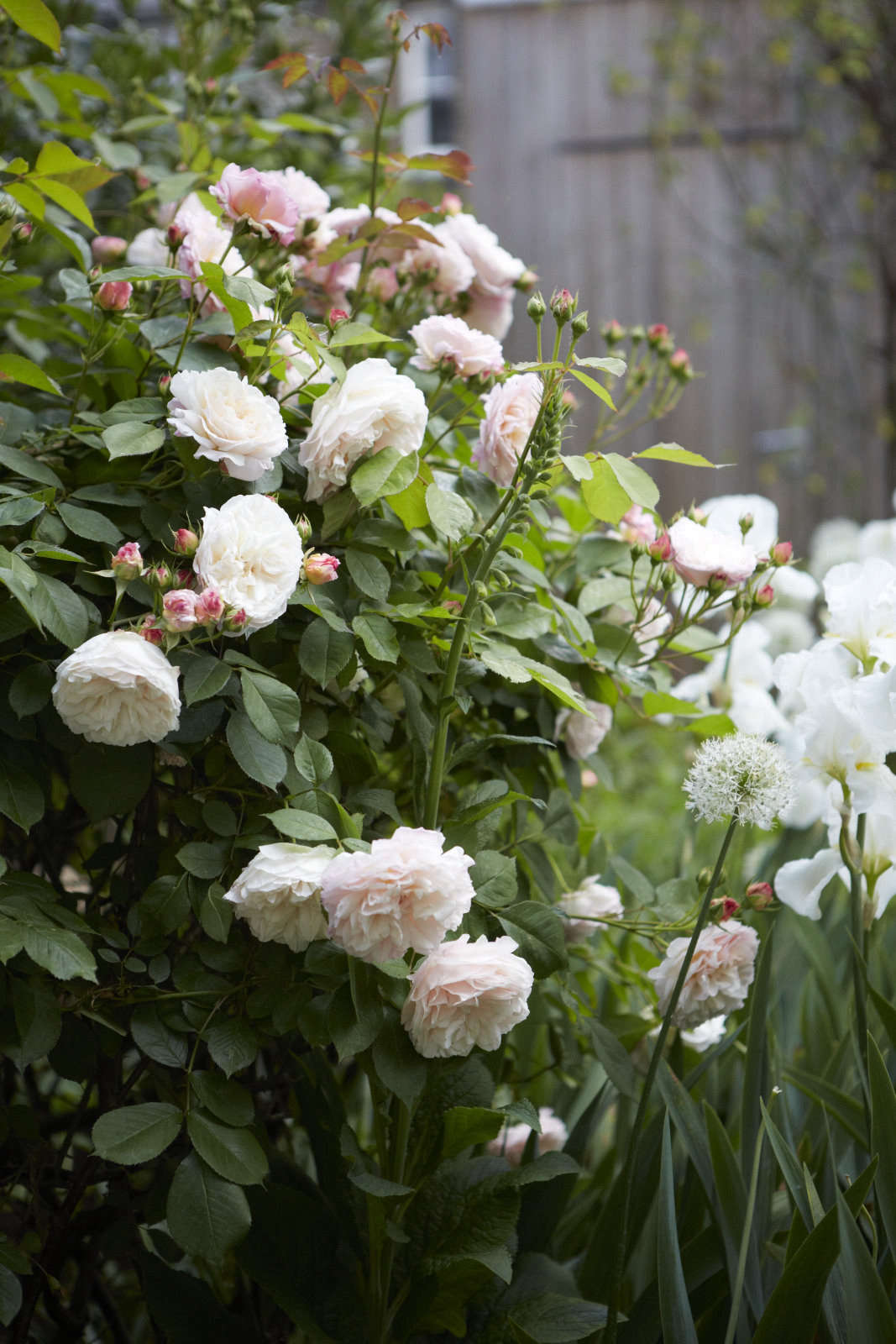 Rosa ‘Gruss an Aachen’.