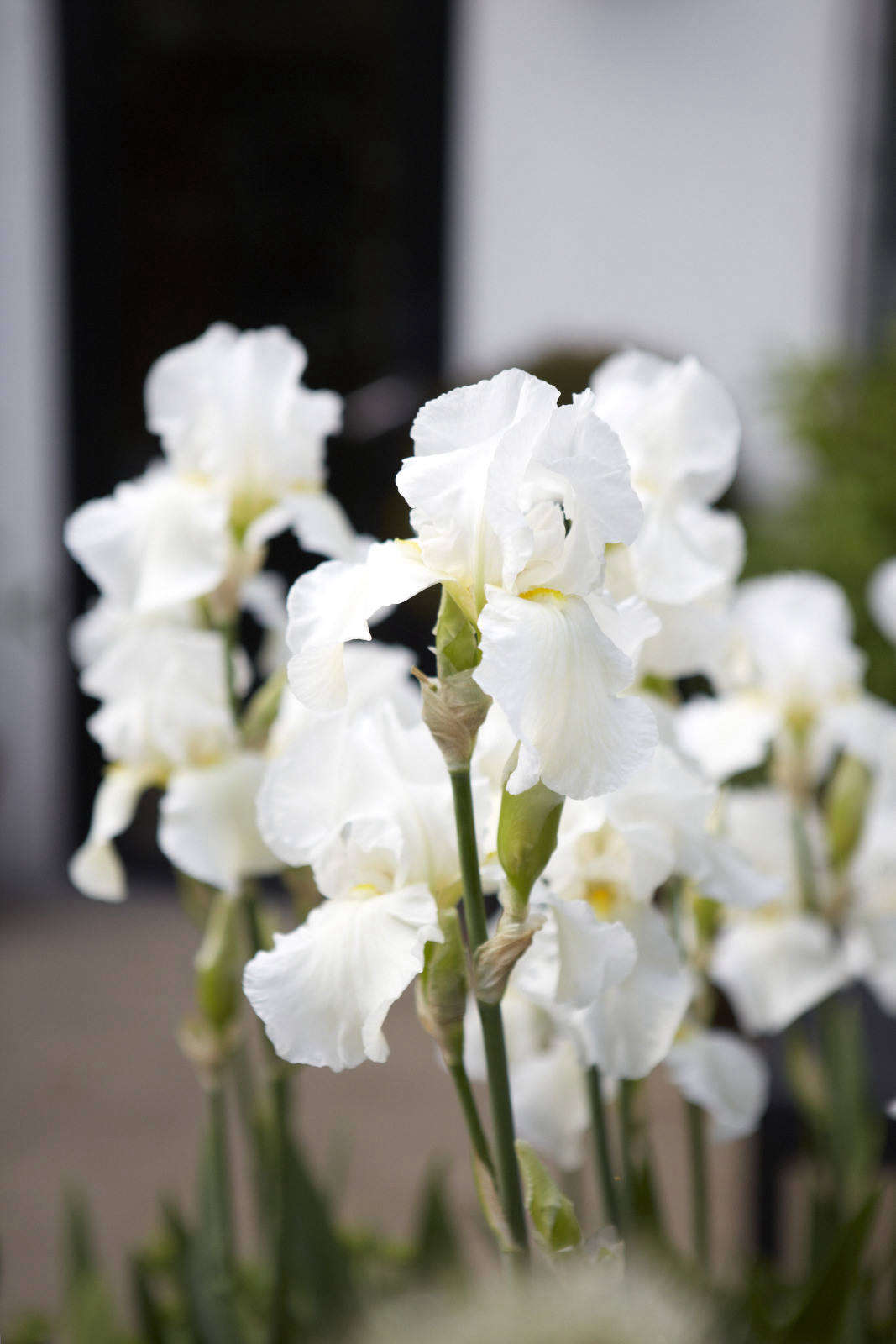 Iris ‘White Cliffs of Dover’.