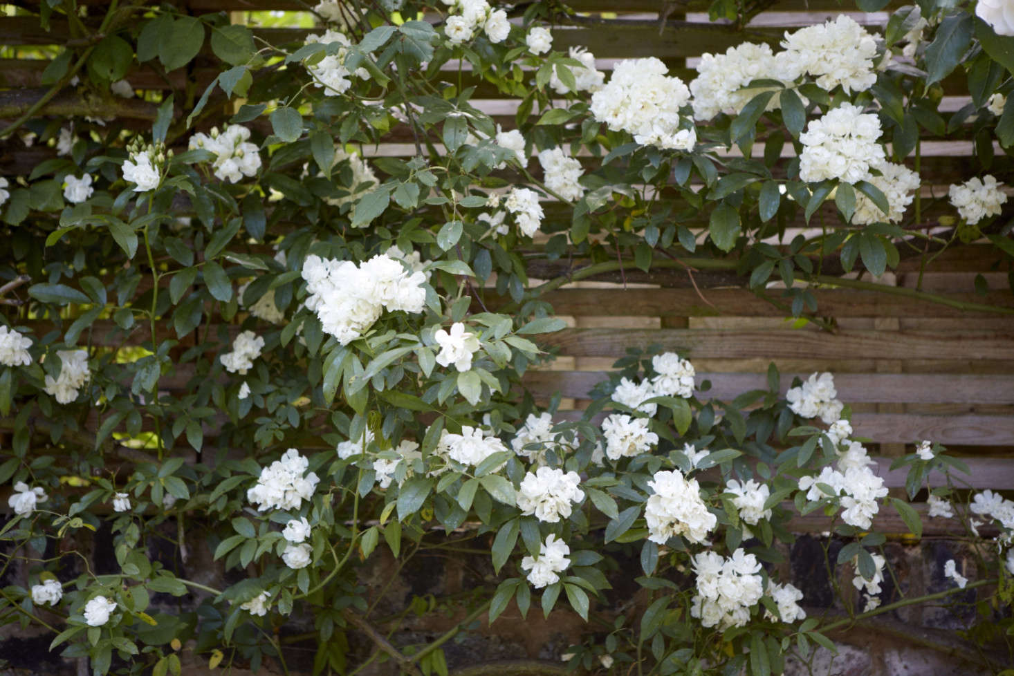Rosa ‘Madame Alfred Carriere’ scrawls laterally along the horizontal slats of the perimeter fence.