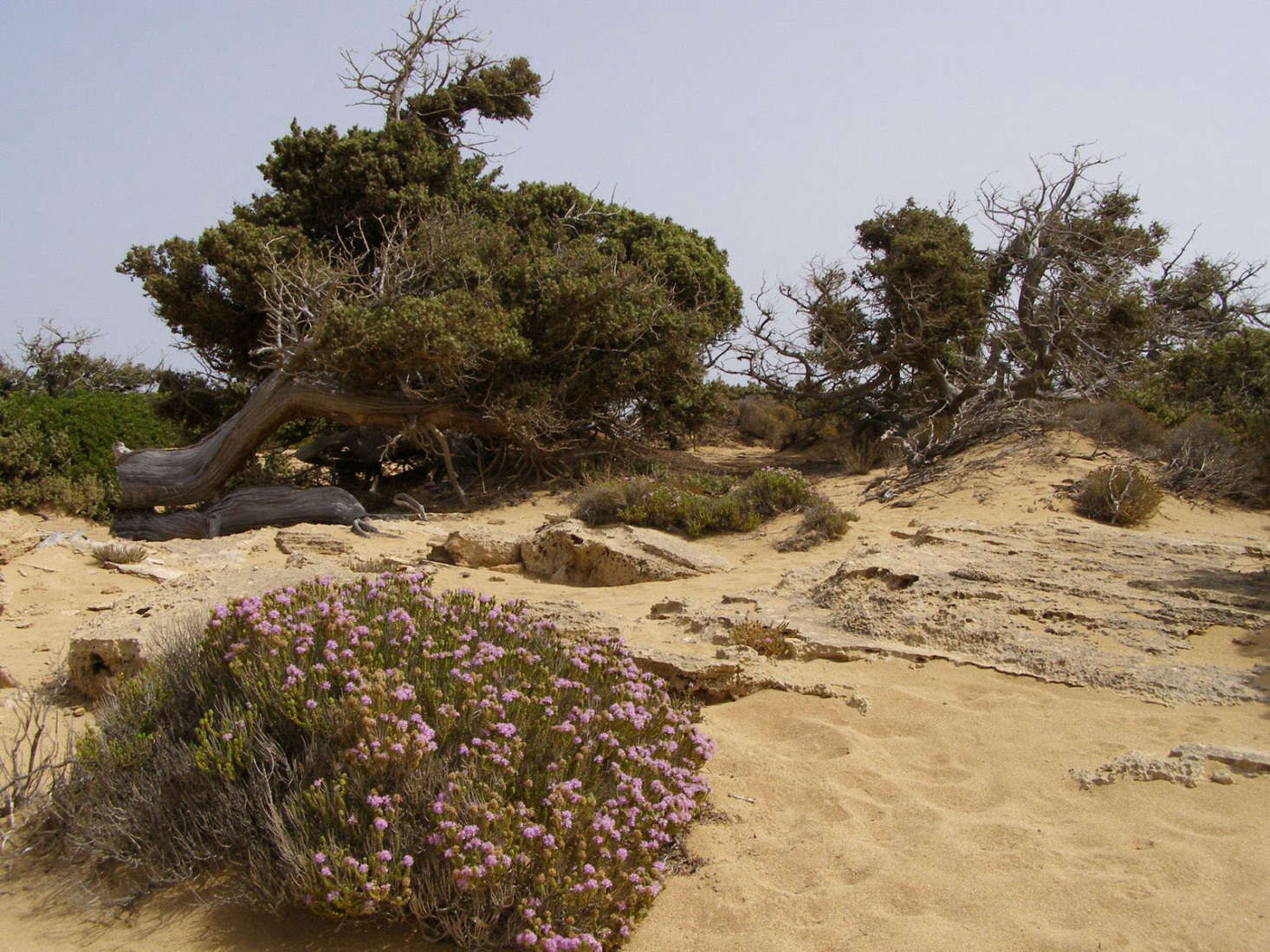 In the foreground, a mound of flowering Spanish oregano (Thymus capitatus) grows in the sand on the Greek island of Gavdos. Photograph by Frente via Wikimedia.