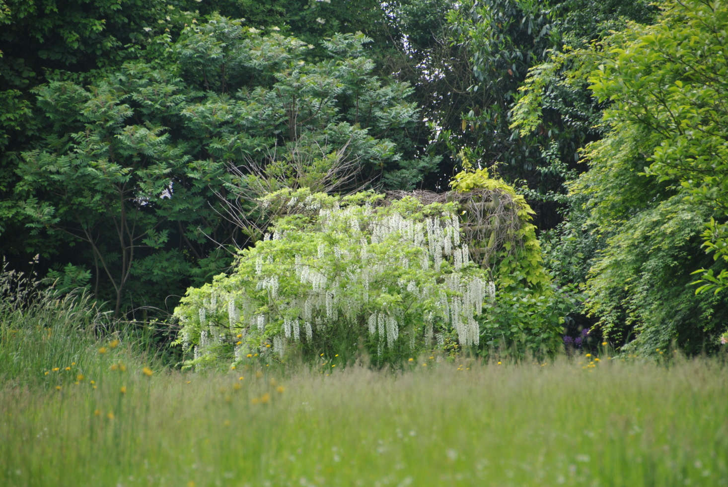 White wisteria. Photograph by Jean Jones via Flickr.