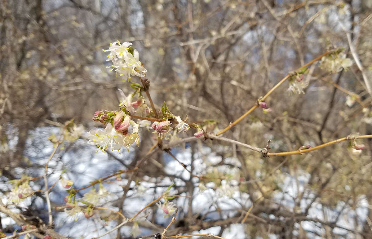 This invasive shrub