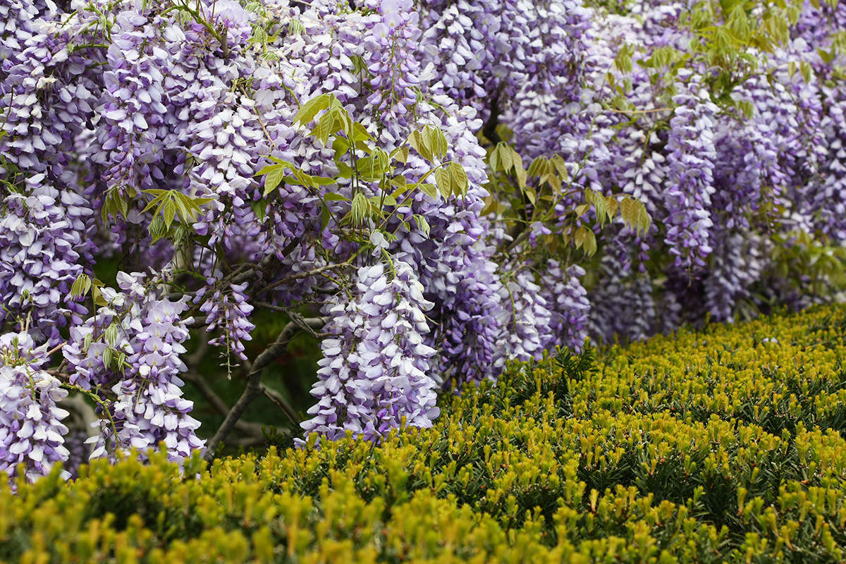 Perfumed like musky grapes, the gorgeous blossoms of wisteria have a luscious texture as well as a typical raw legume sweetness.