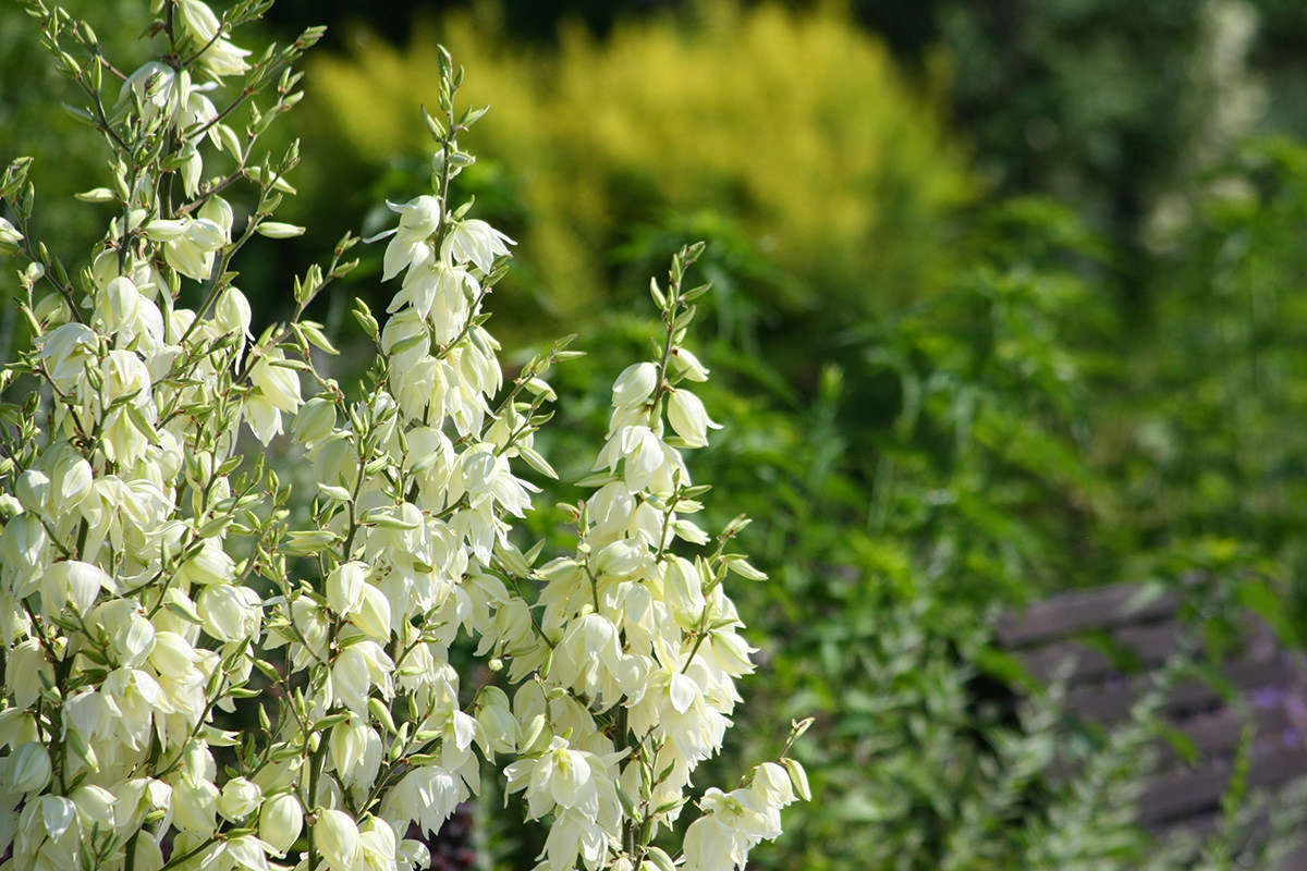 The stalks of stately yucca (which belongs to the Asparagus family) give rise to midsummer flowers whose petals remind me a floral iceberg lettuce. Deploy them in exactly the same way. The pistil and stamens can be bitter, so nip them out of the large flowers if their flavor bothers you.