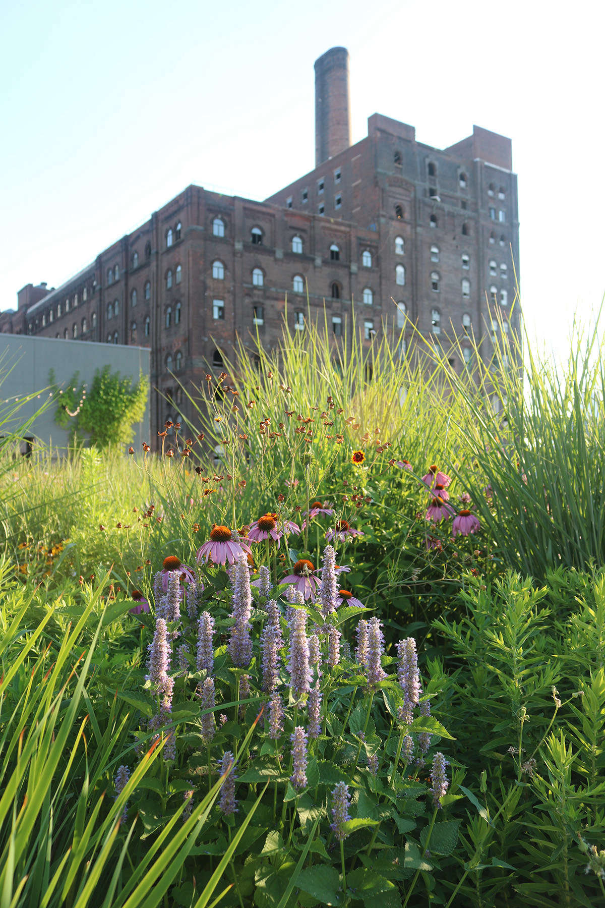 Against the backdrop of the Domino Sugar Refinery (whose entire complex was once the largest sugar refinery in the world), agastache, echinacea, and tickseed (coreopsis) bask in the hot summer sun.
