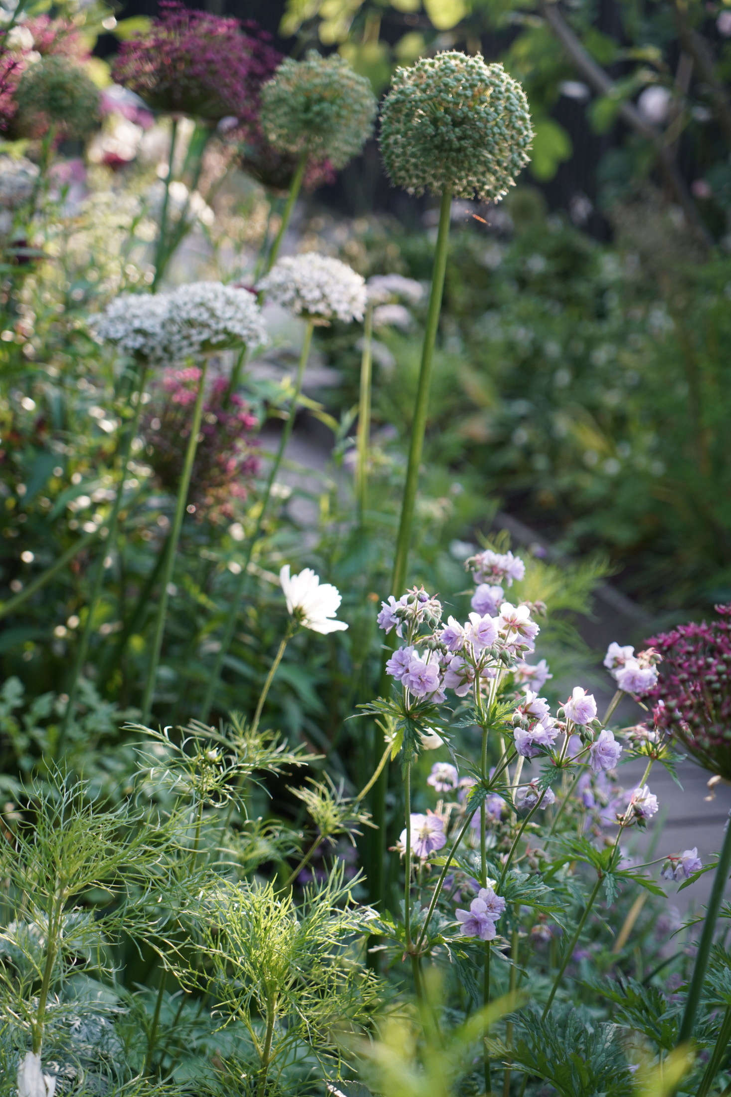 Allium varieties include A. nigrum, ‘Mount Everest’, and A. atropurpureum.