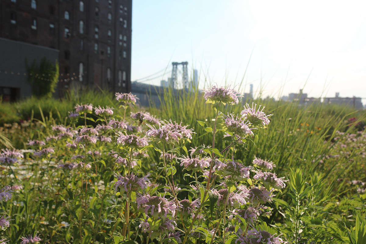The concept was to create a space for the Vice employees to relax and engage with nature, and also to contribute to local ecology with a lush meadow, says Schantz, who designed the layout and plantings.