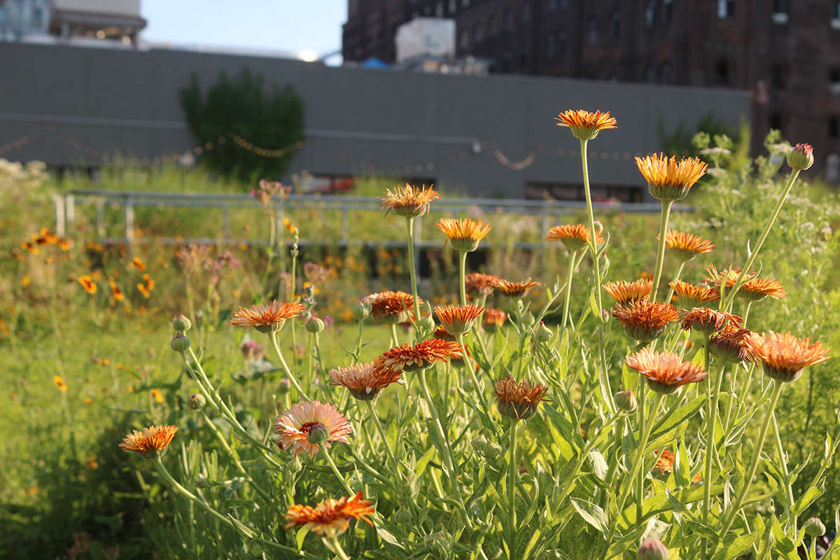 Calendula is added to attract beneficial predator insects like ladybugs and lacewings, obviating the need for pesticides.