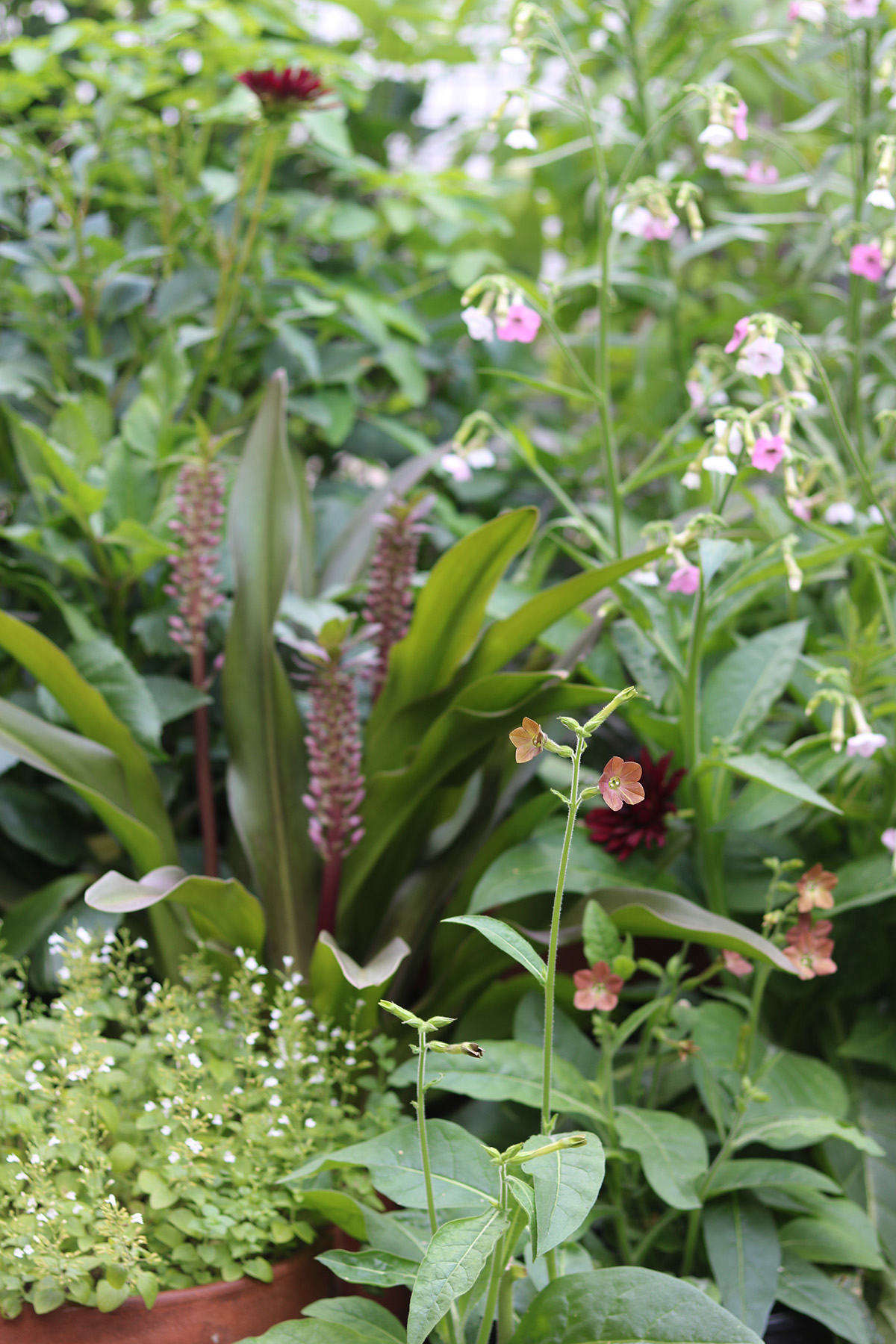 The potted area of the garden enjoys (suffers?) an extreme combination of intense sun and deep shade.