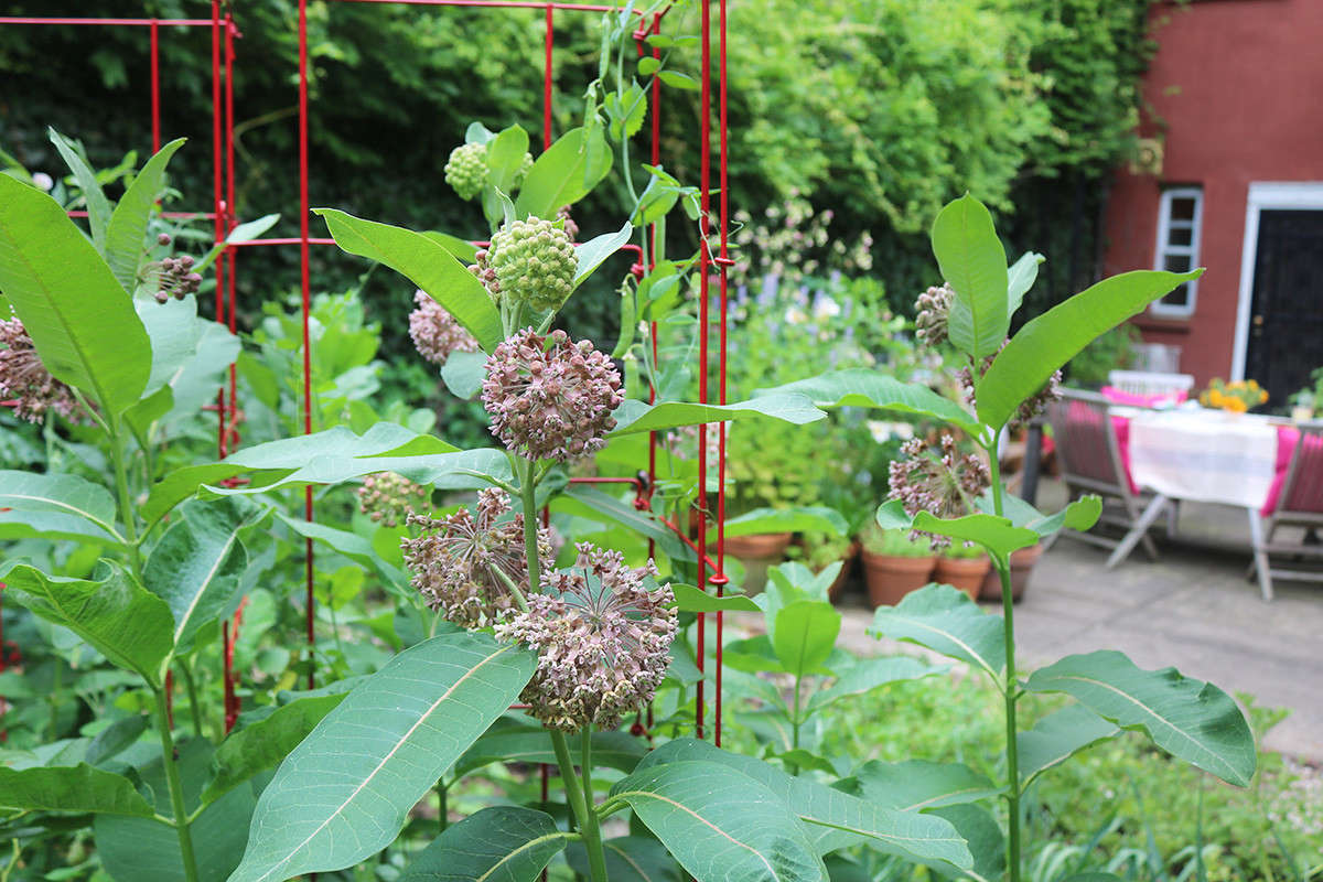 Common milkweed (Asclepias syriaca) is a glorious perennial, growing from underground runners. I grow the plant because I view it as an outstanding American vegetable, from its shoots, to its buds, flowers, and pods.