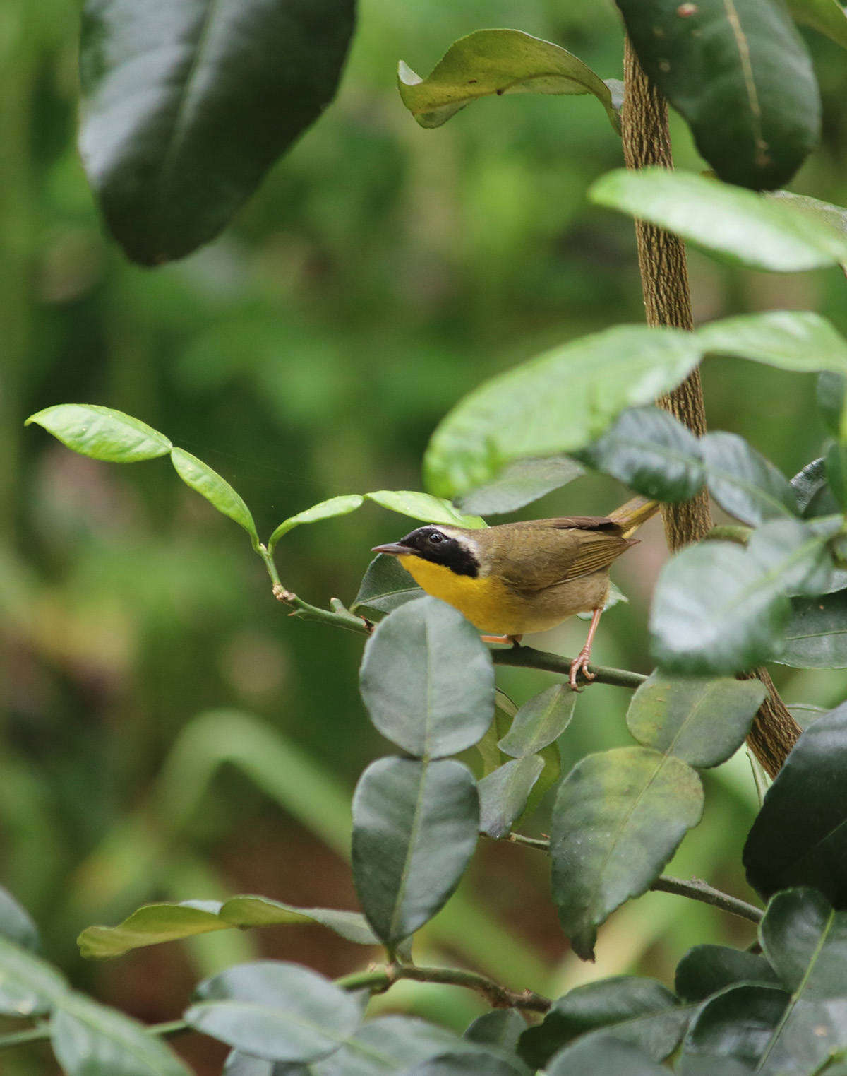 This year the Thai limes were attacked by scale, and when the trees were moved outdoors the scale insects seemed delighted and doubled their population. I was thinking dark thoughts about applying systemic poison (breaking all my own rules), when one day this fierce little warbler (a common yellowthroat) arrived, on spring migration. He was joined by friends. I sat and watched the birds hunt and snap up beakfuls of scale. I could not have scripted it any better. It was wonderful. The trees were cured.